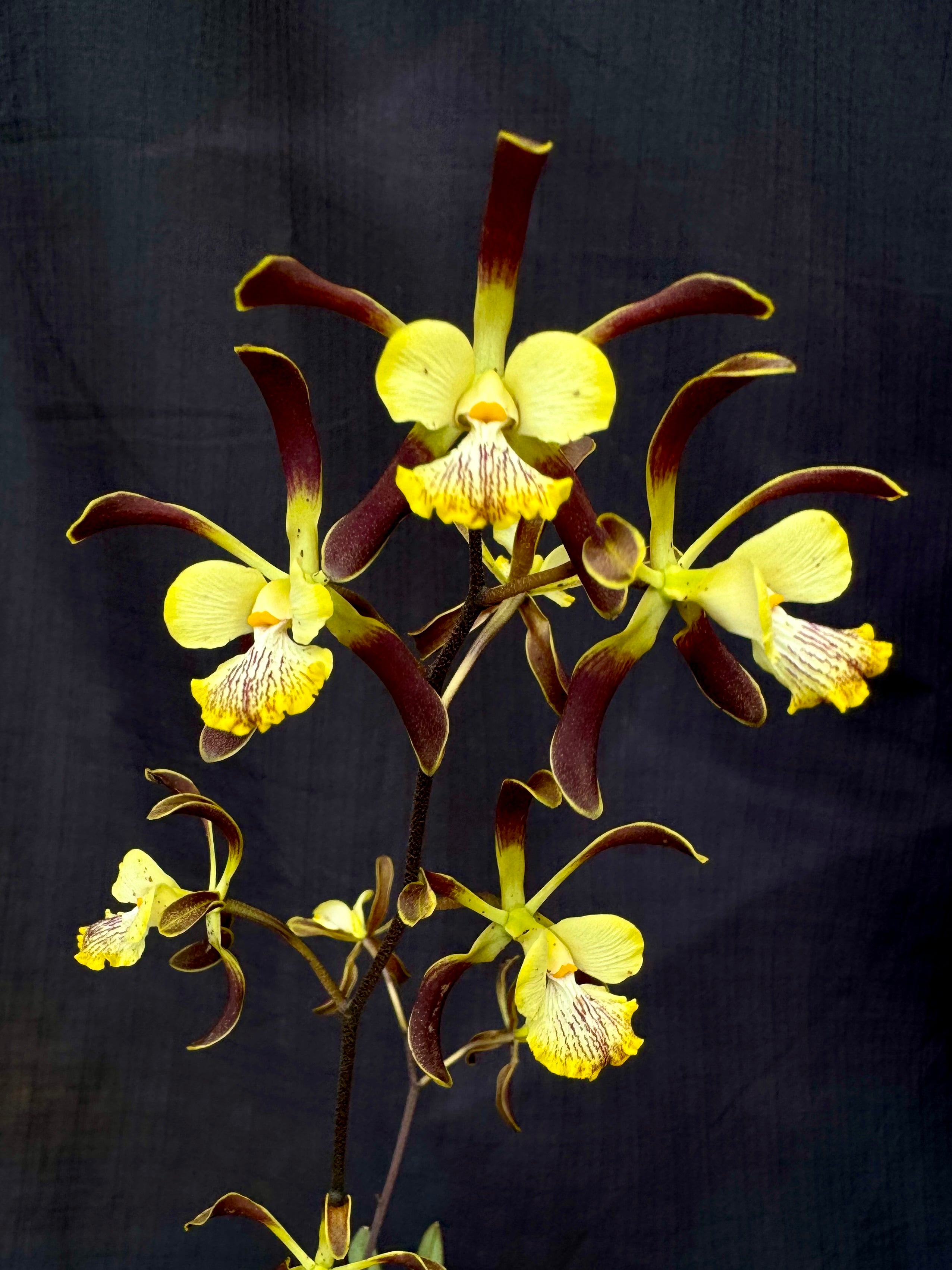 Products | Afri Orchids