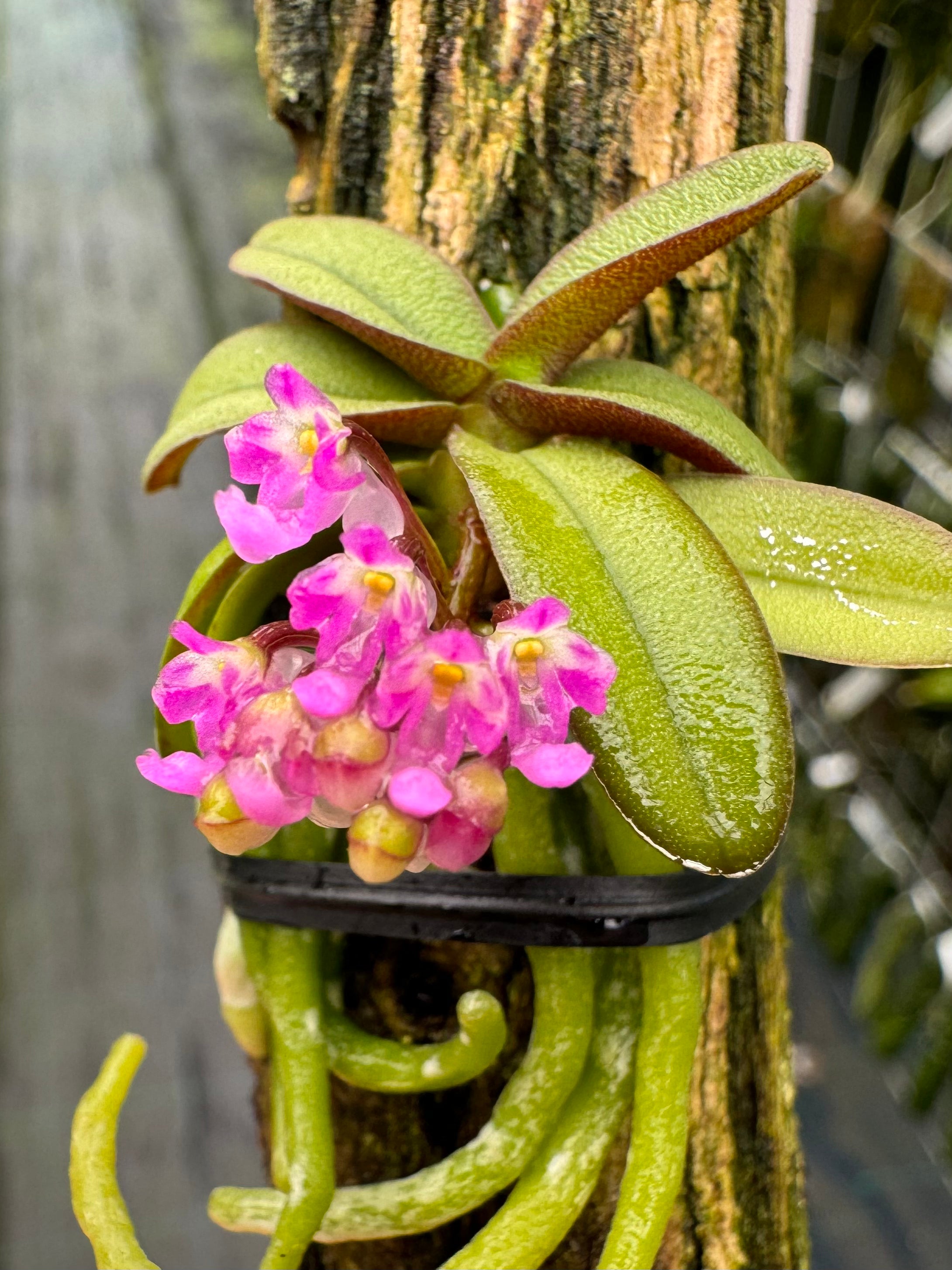 小型洋ラン Schoenorchis Fragrans 着生ラン 洋蘭 洋蘭原種 小型洋ラン Schoenorchis Fragrans 着生ラン 洋蘭 洋蘭原種 小型洋ラン