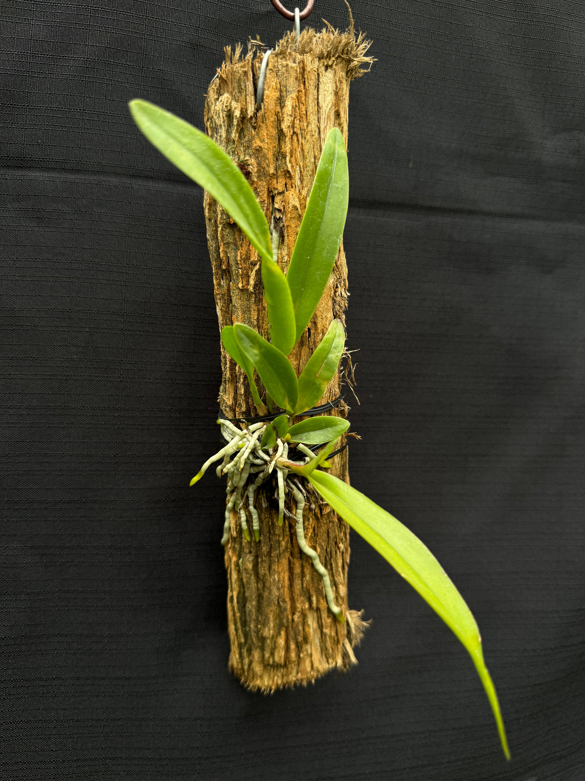 Guaritonia Why Not x Laelia splendida | Afri Orchids