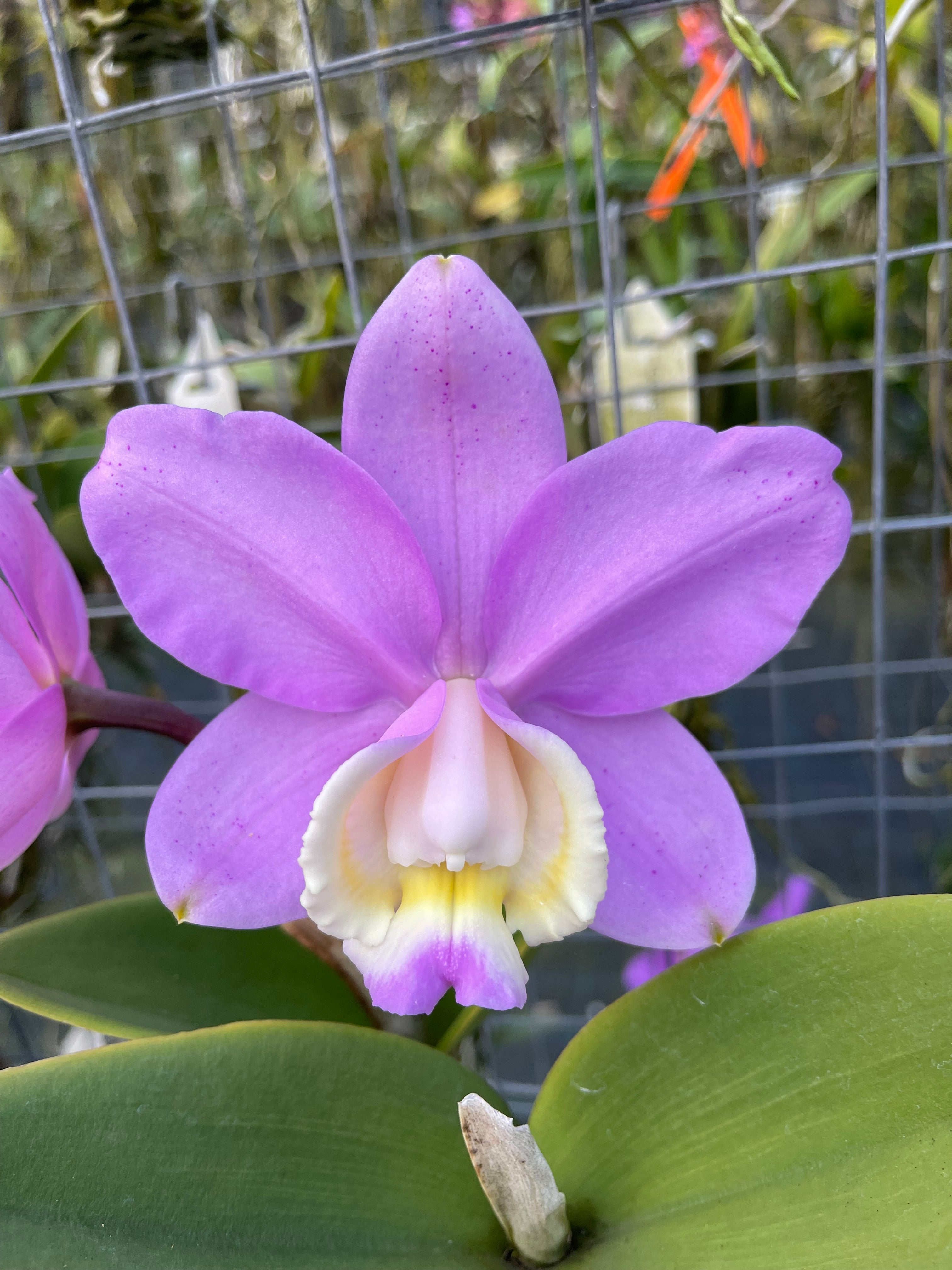lical それは造花 2017 CD Cattleya loddigesii ('Spitskop' x 'Highlands' FCC/SAOC) | Afri Orchids