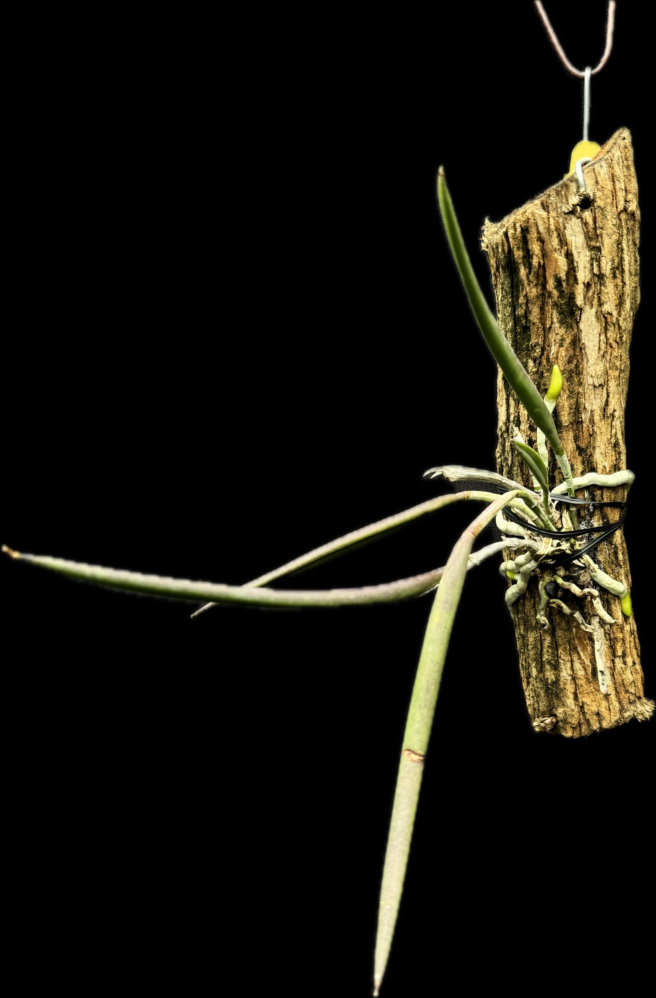 Brassavola subulifolia | Afri Orchids