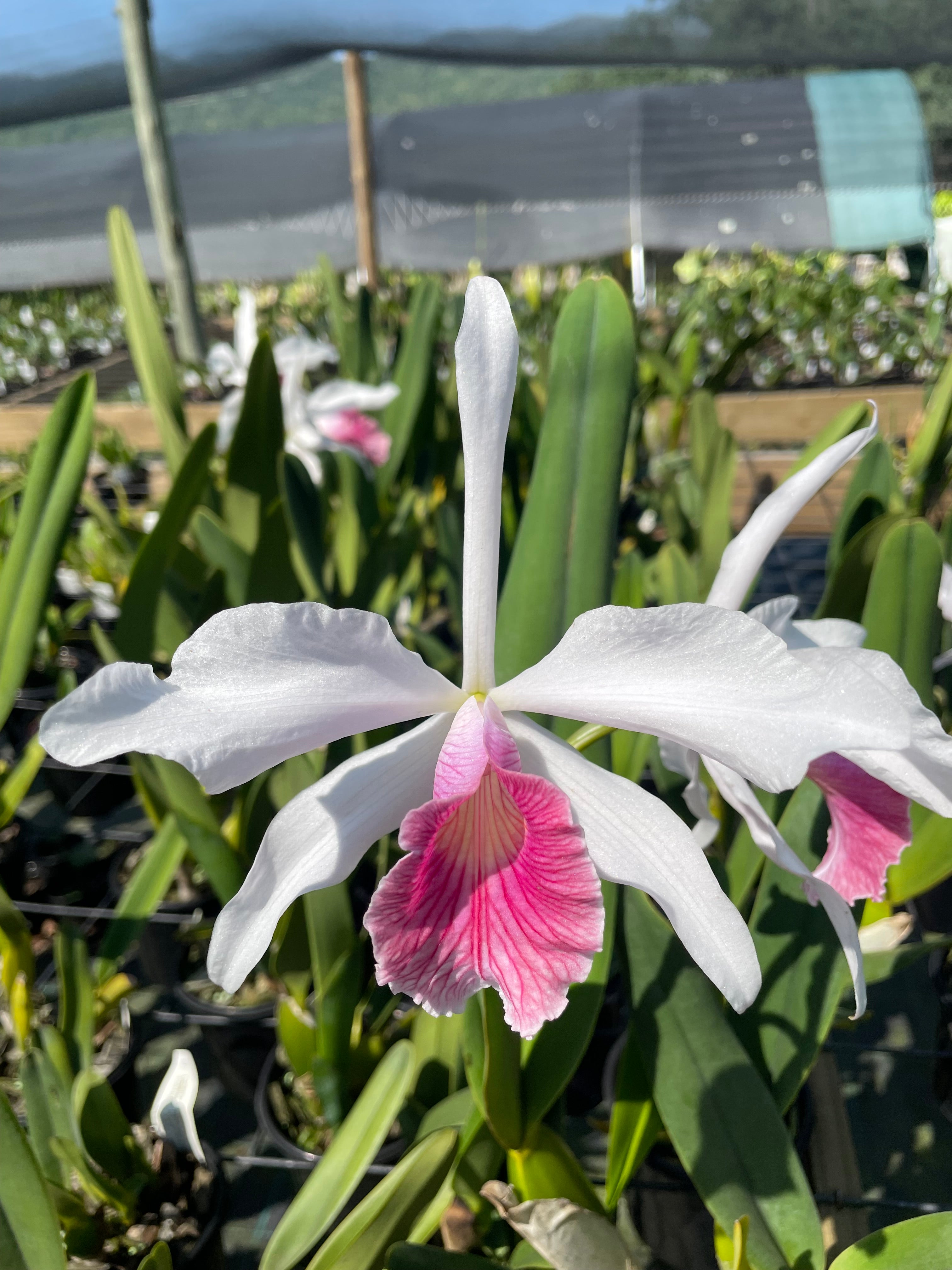 Cattleya purpurata carnea ('Cereja' x self) | Afri Orchids