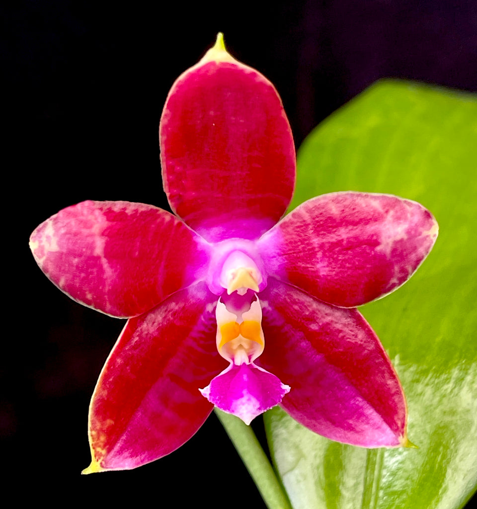 Phalaenopsis Bredren's Caribbean Queen