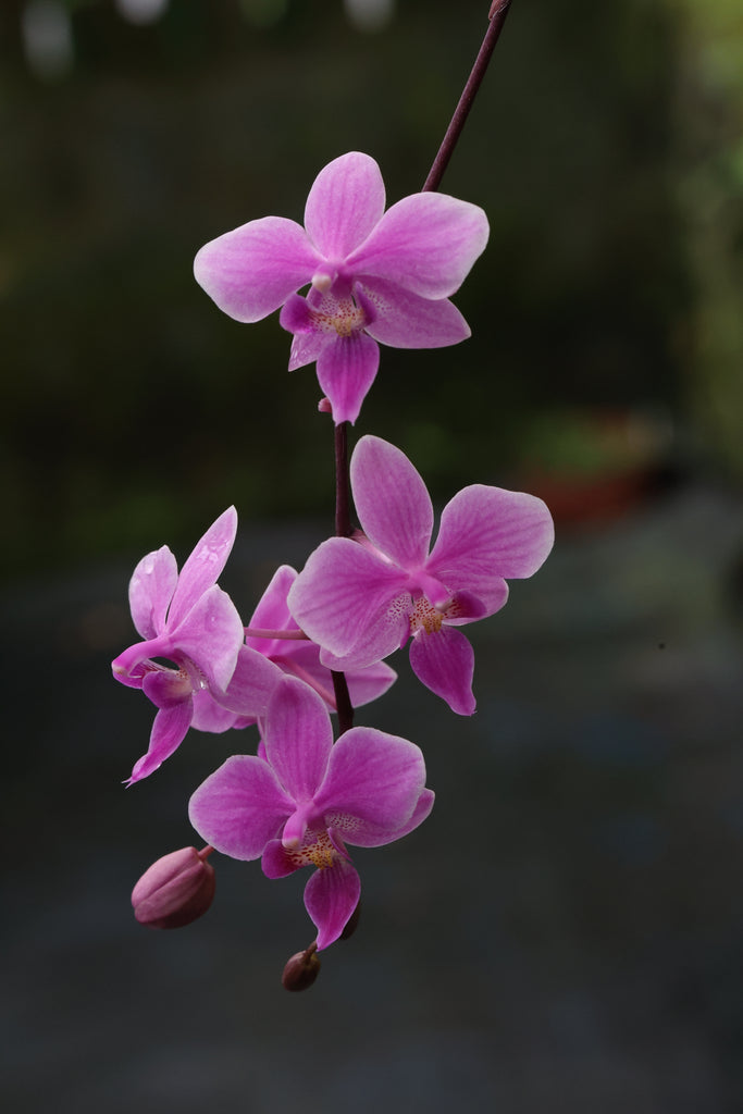 Phalaenopsis Veitchiana