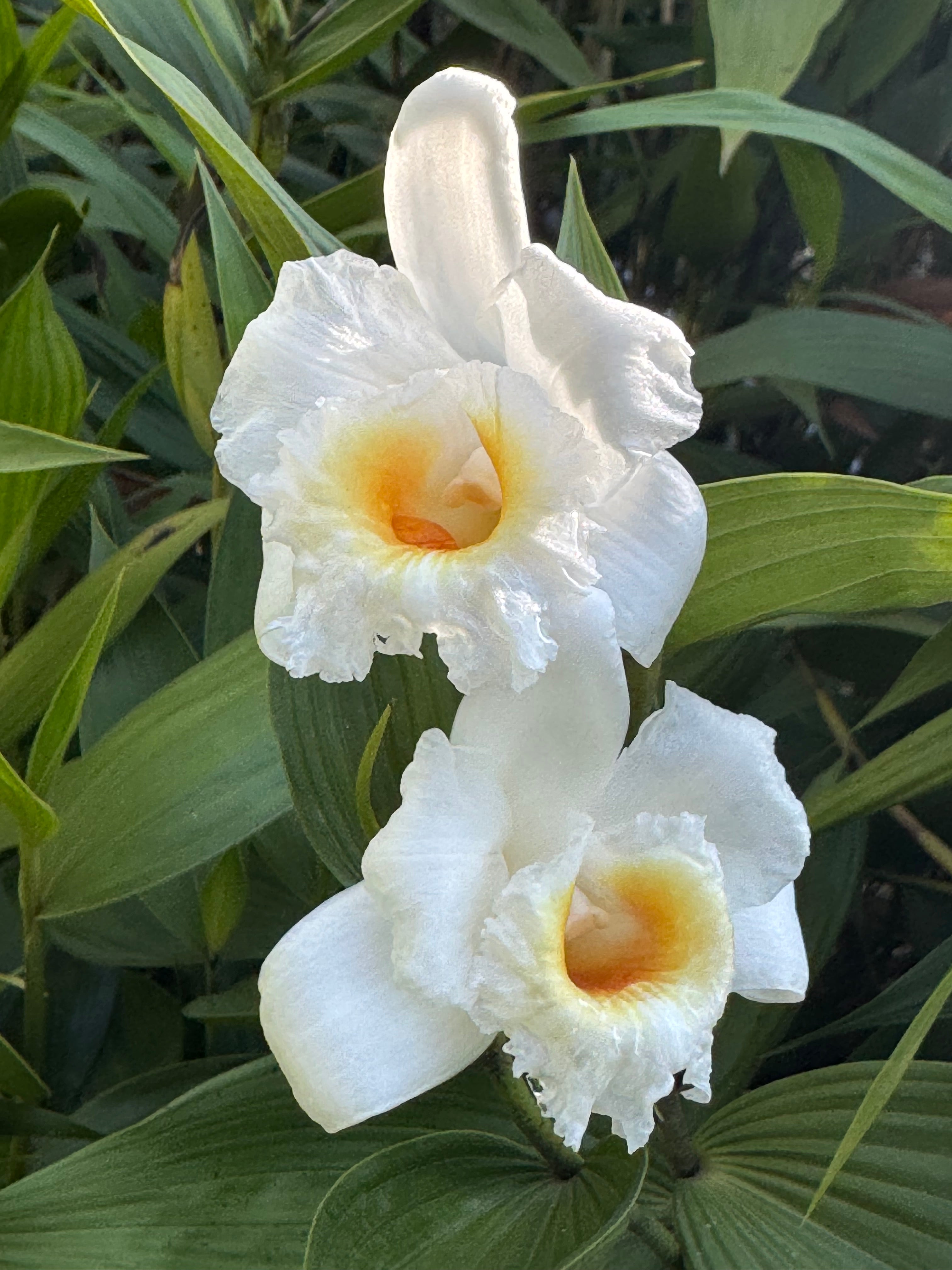 Afri Orchids