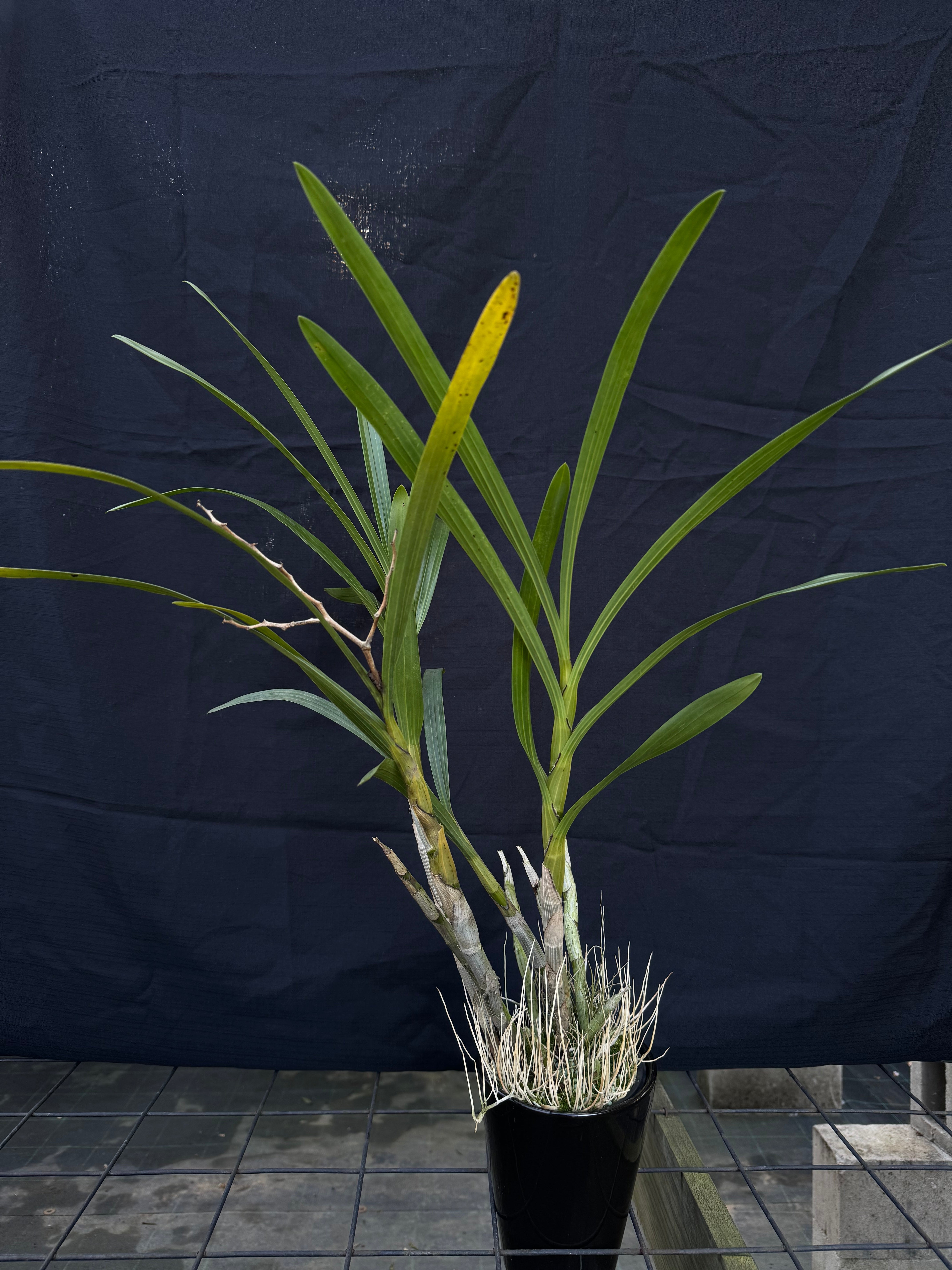 Ansellia africana ('Leo' x 'Hosana') | Afri Orchids