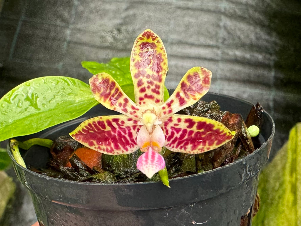 Phalaenopsis Nianzhen Song