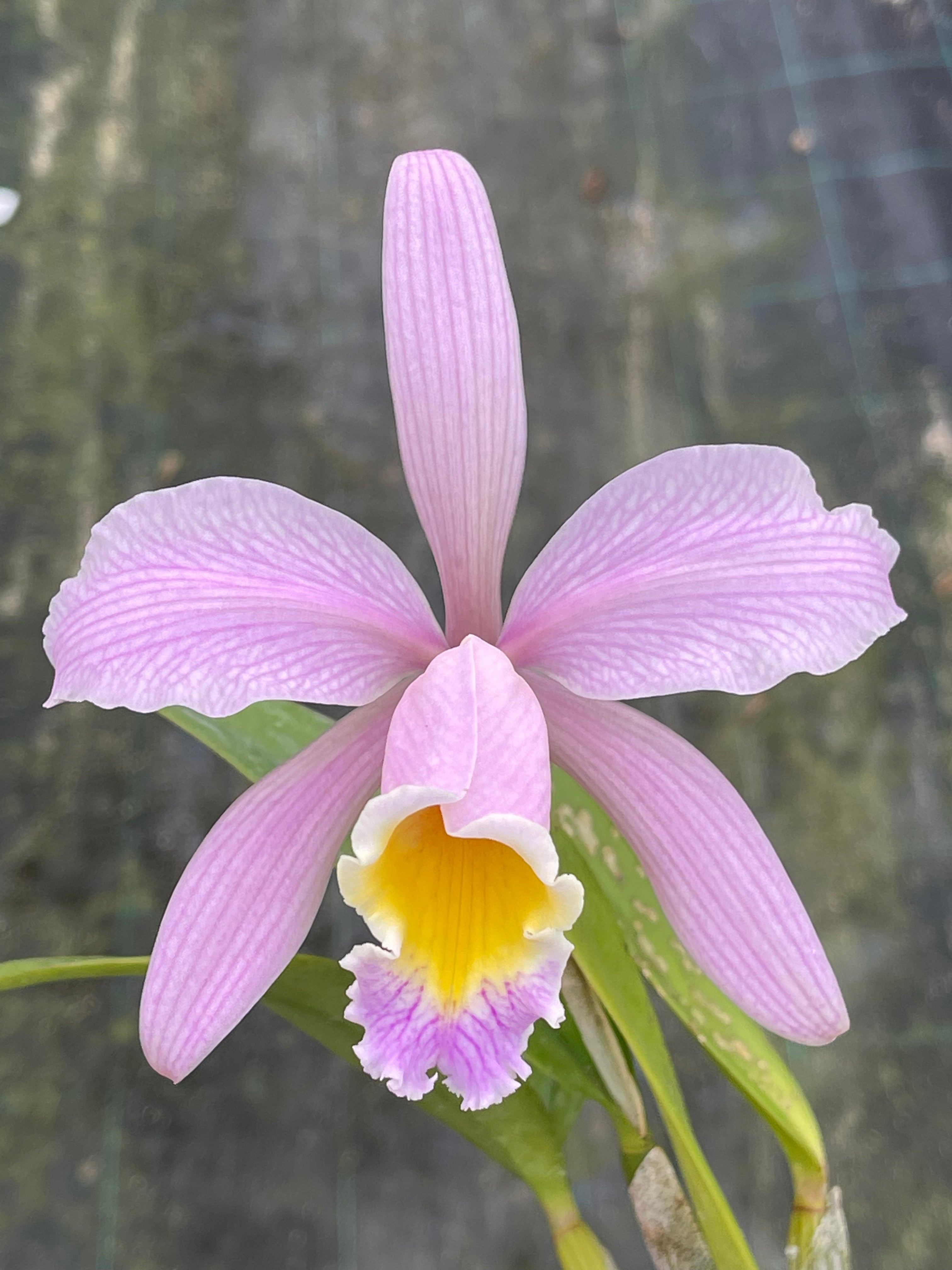 Cattleya Heloisiae | Afri Orchids