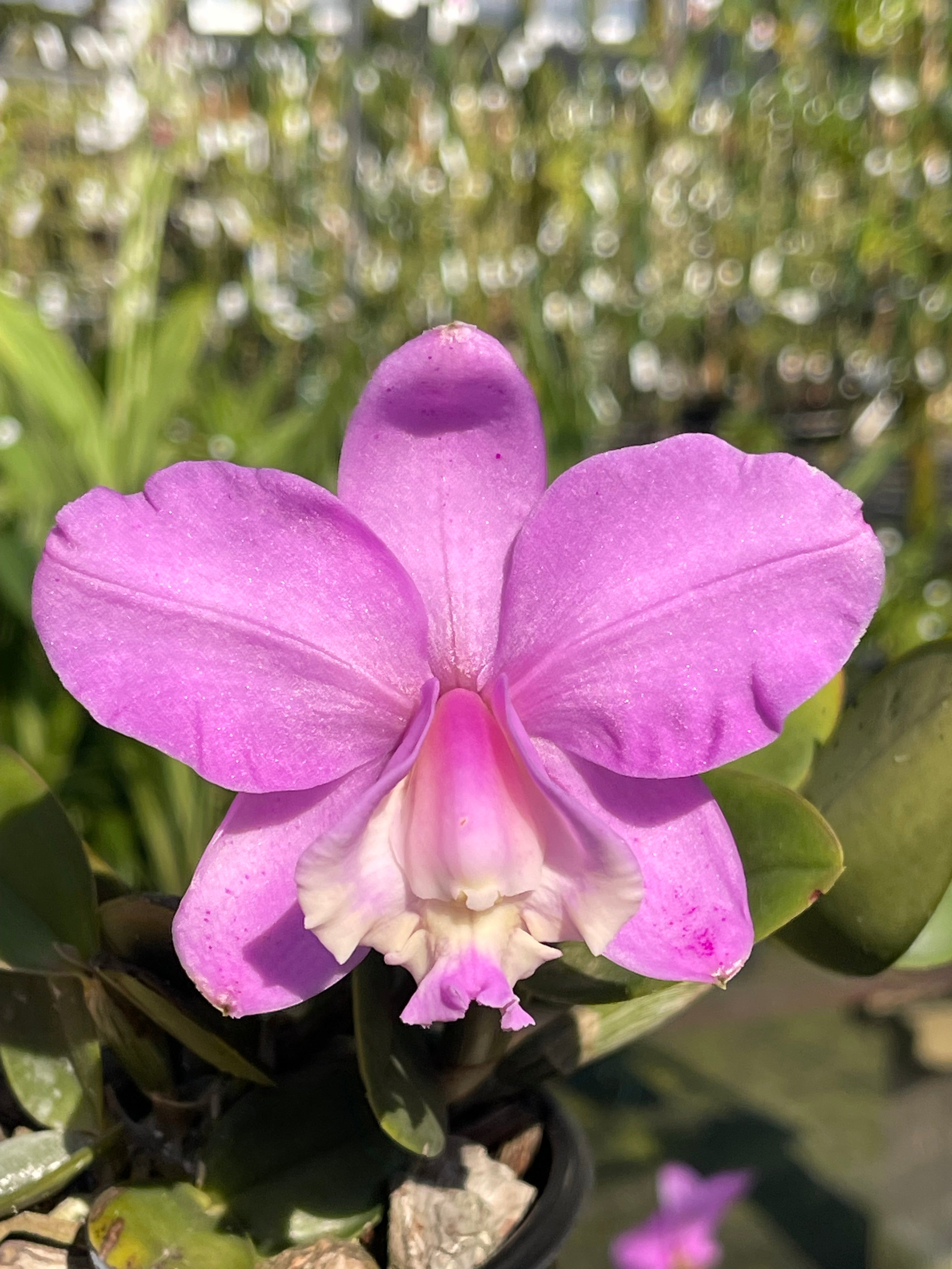 Cattleya loddigesii ('Spitskop' x 'Highlands' FCC/SAOC) | Afri Orchids