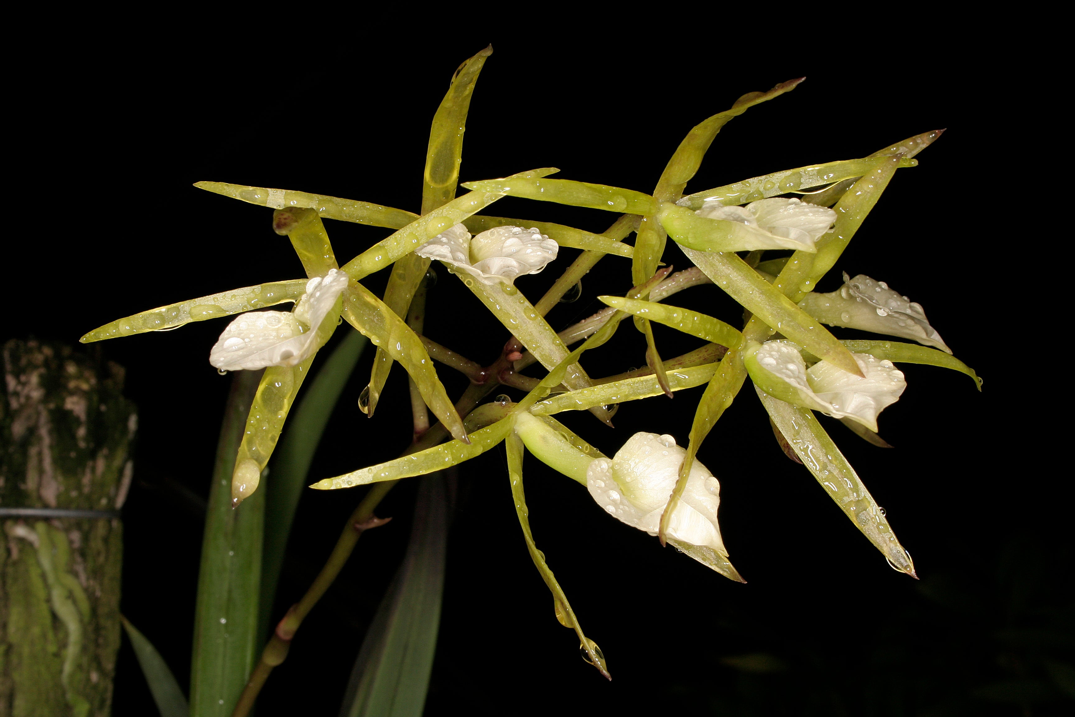 Nalani’elua / Nalani Olds Reinhardt プロモ盤 Brassavola subulifolia | Afri Orchids