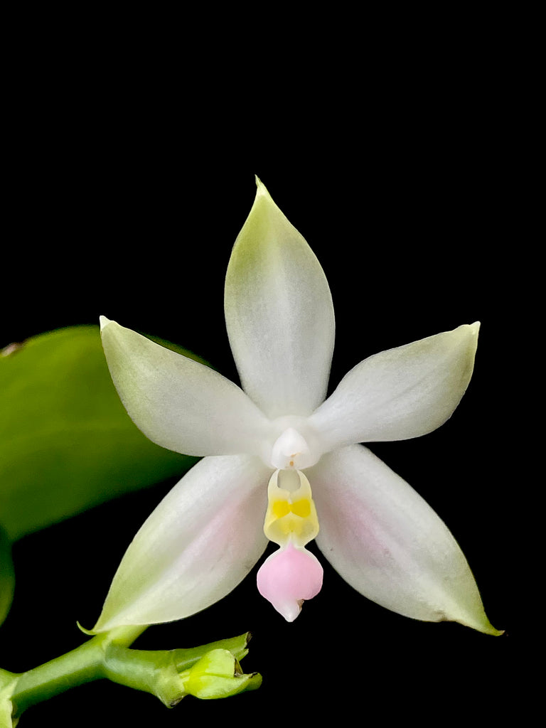 Phalaenopsis violacea (Pink) 'Wilson'