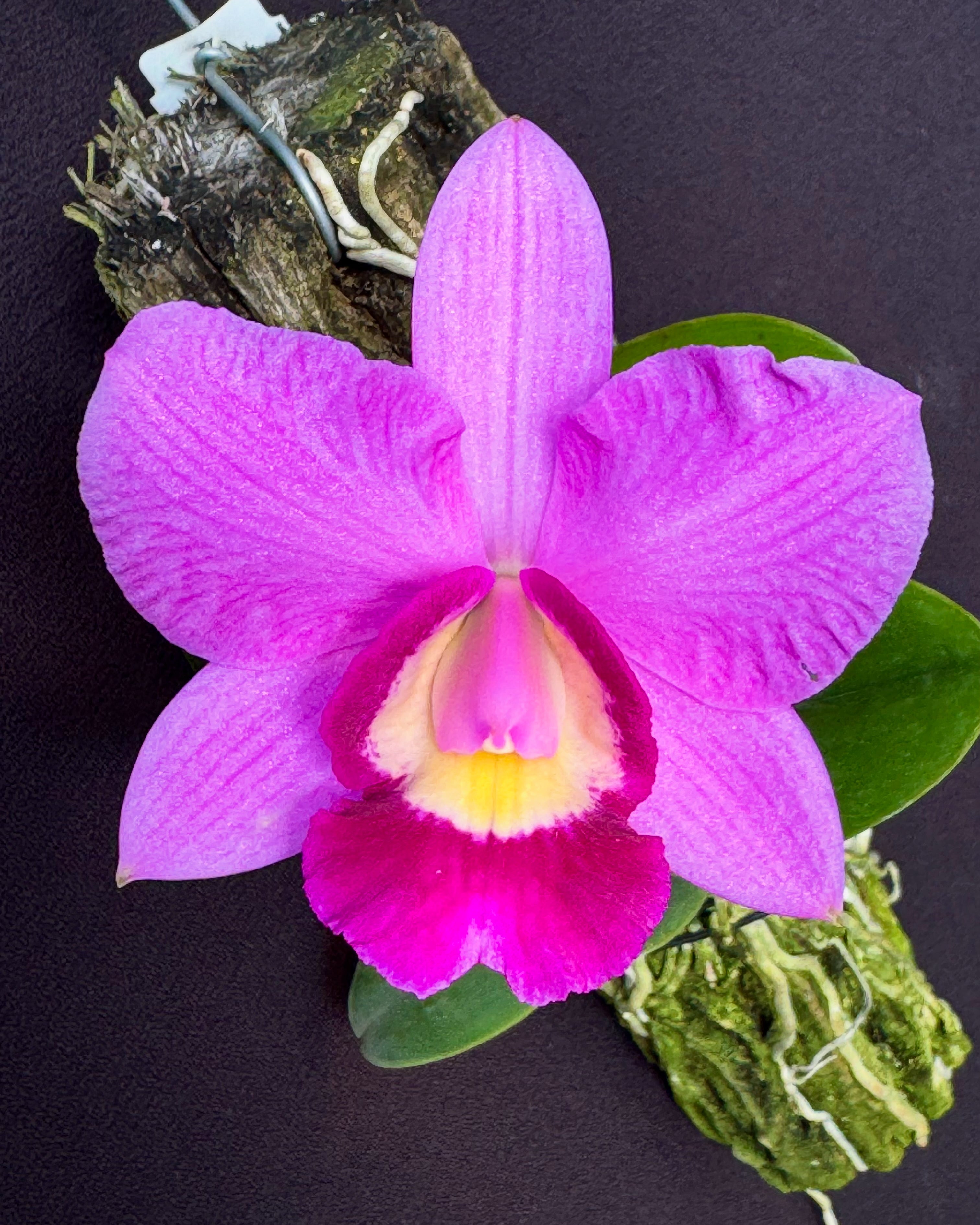 Cattleya Kruger Girl | Afri Orchids