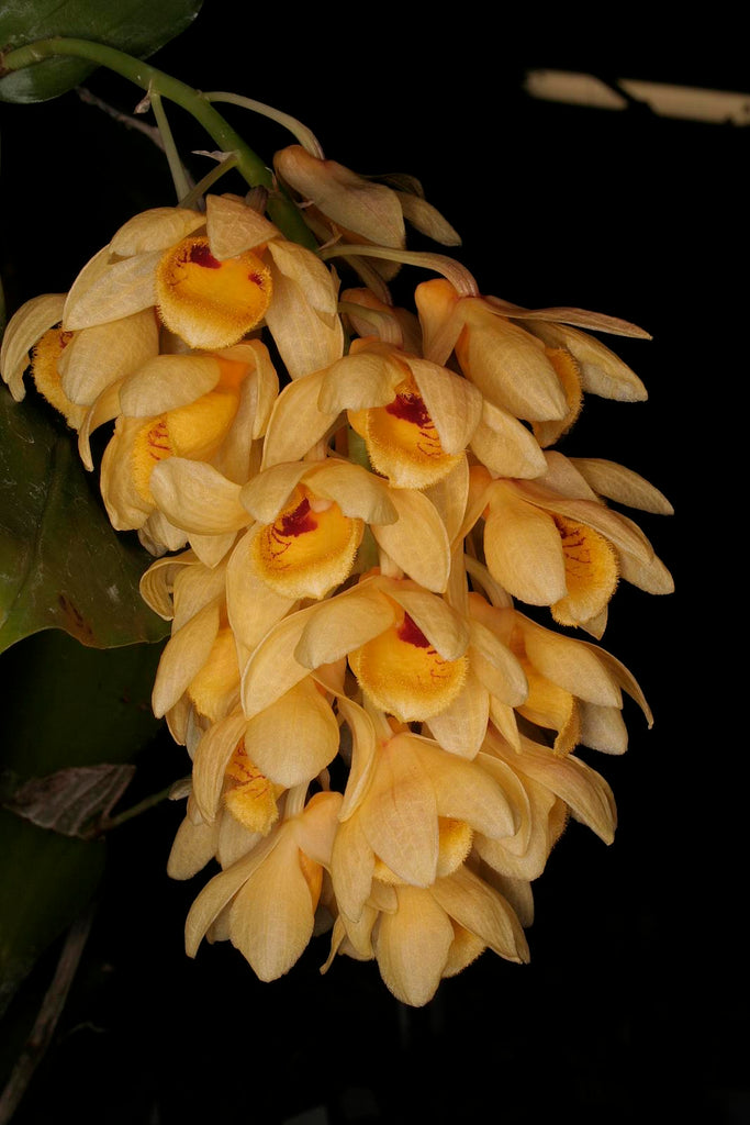 Dendrobium sulcatum