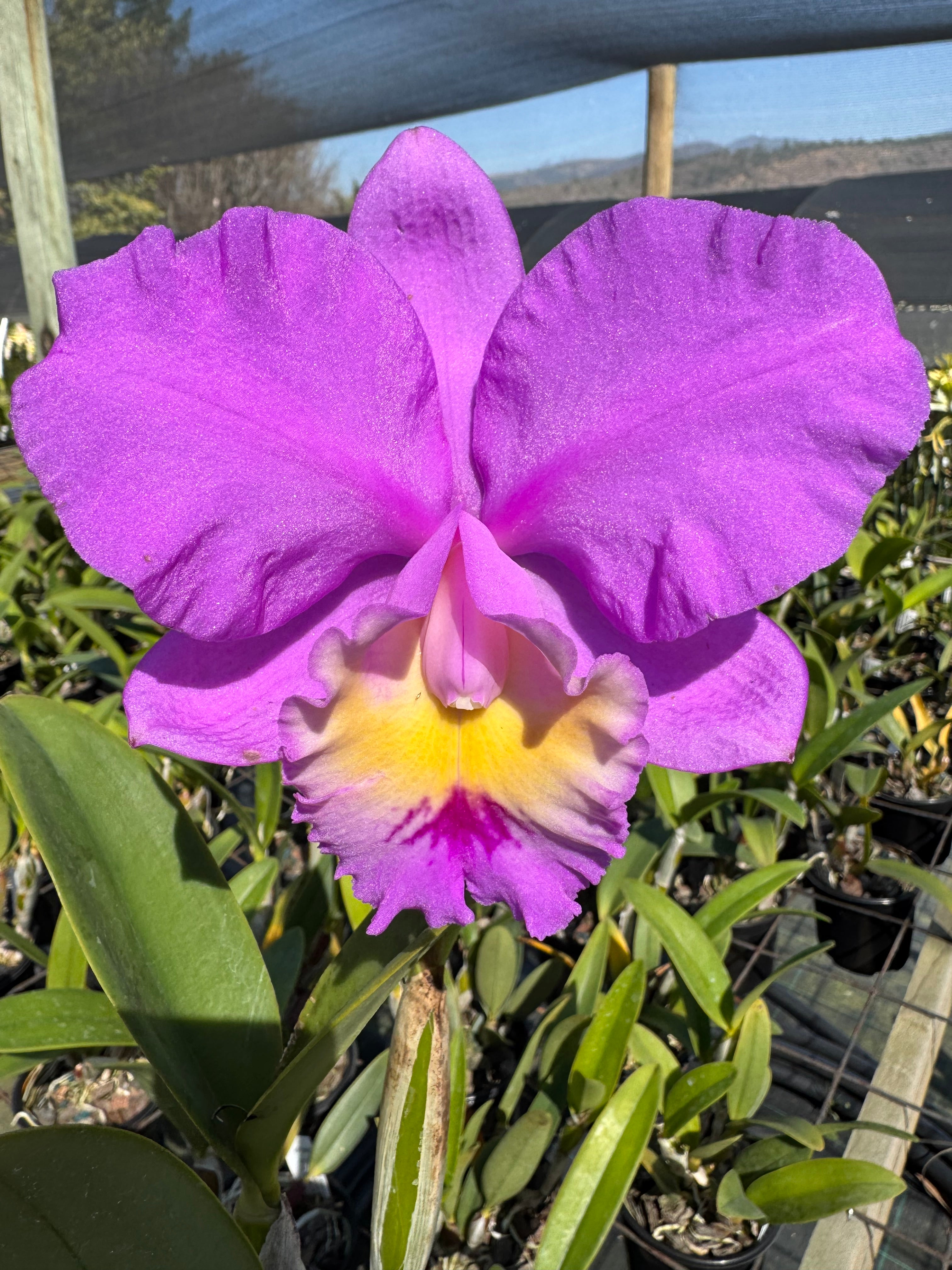 Rlc. Kruger Safari | Afri Orchids