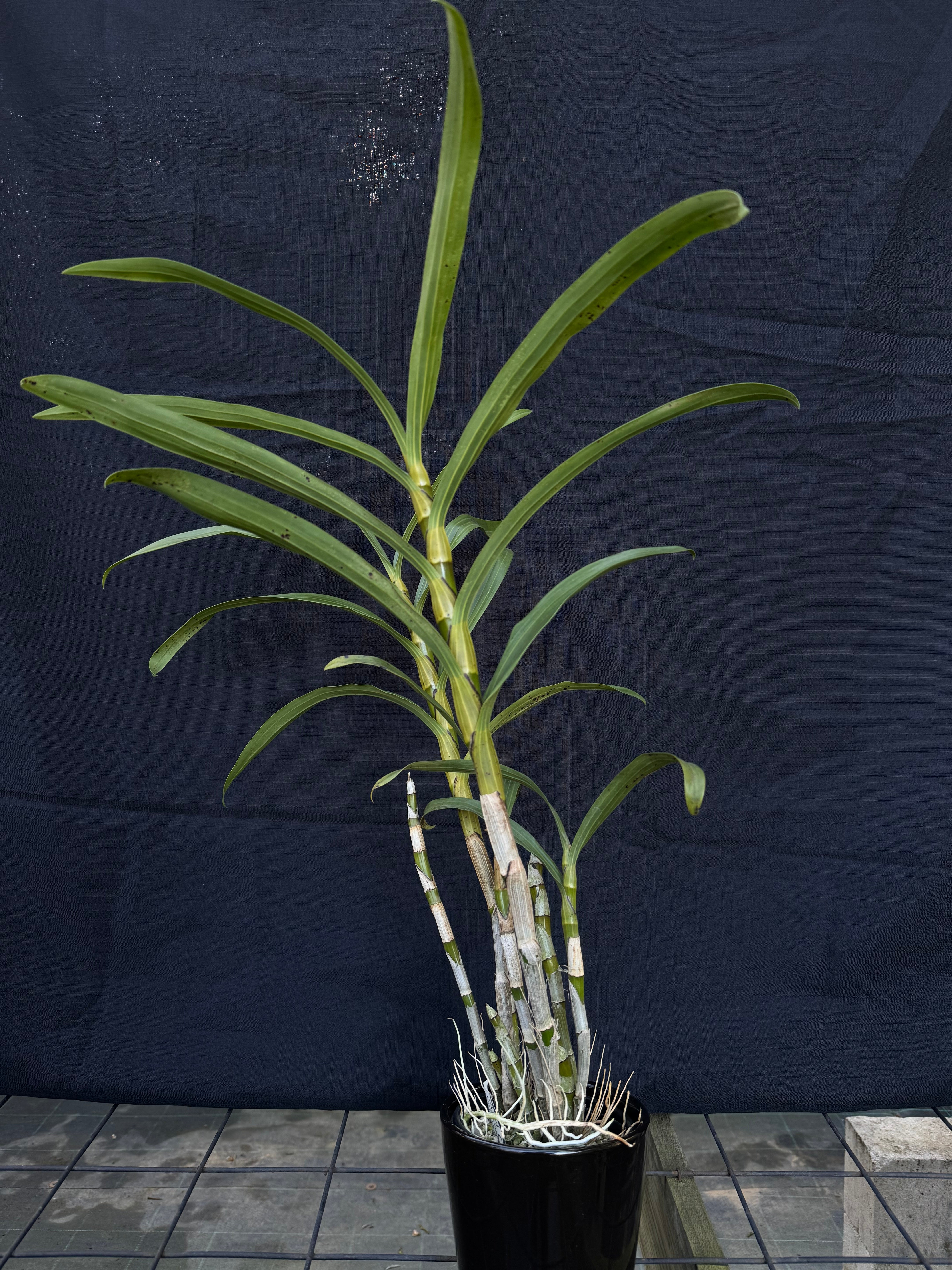 Ansellia africana ('Punda' x 'Dusky Nina') | Afri Orchids