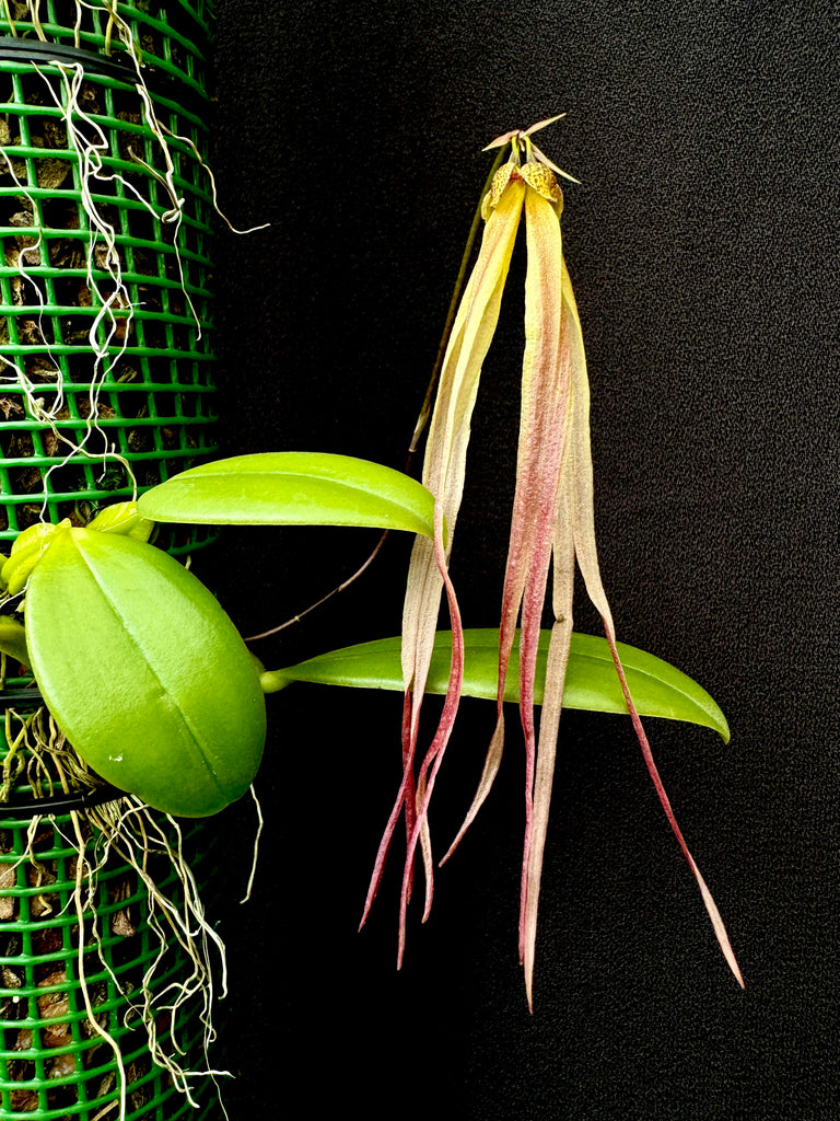 Bulbophyllum thiurum x plumatum