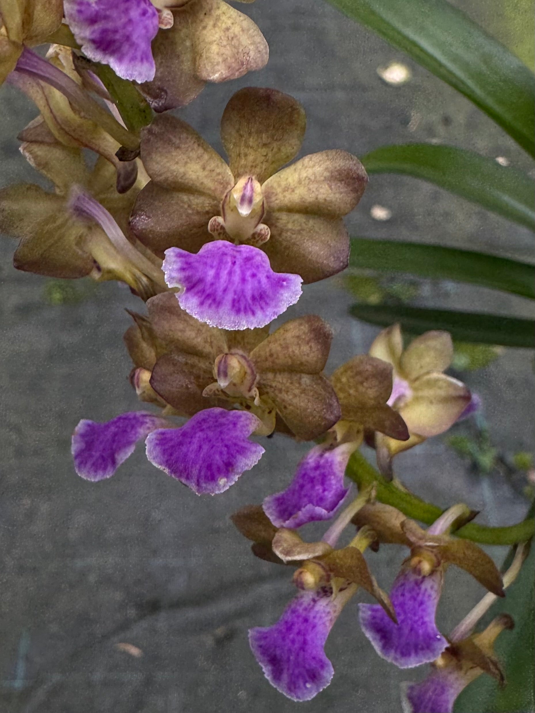 T-Z | Afri Orchids
