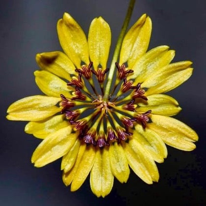 Bulbophyllum skeatianum