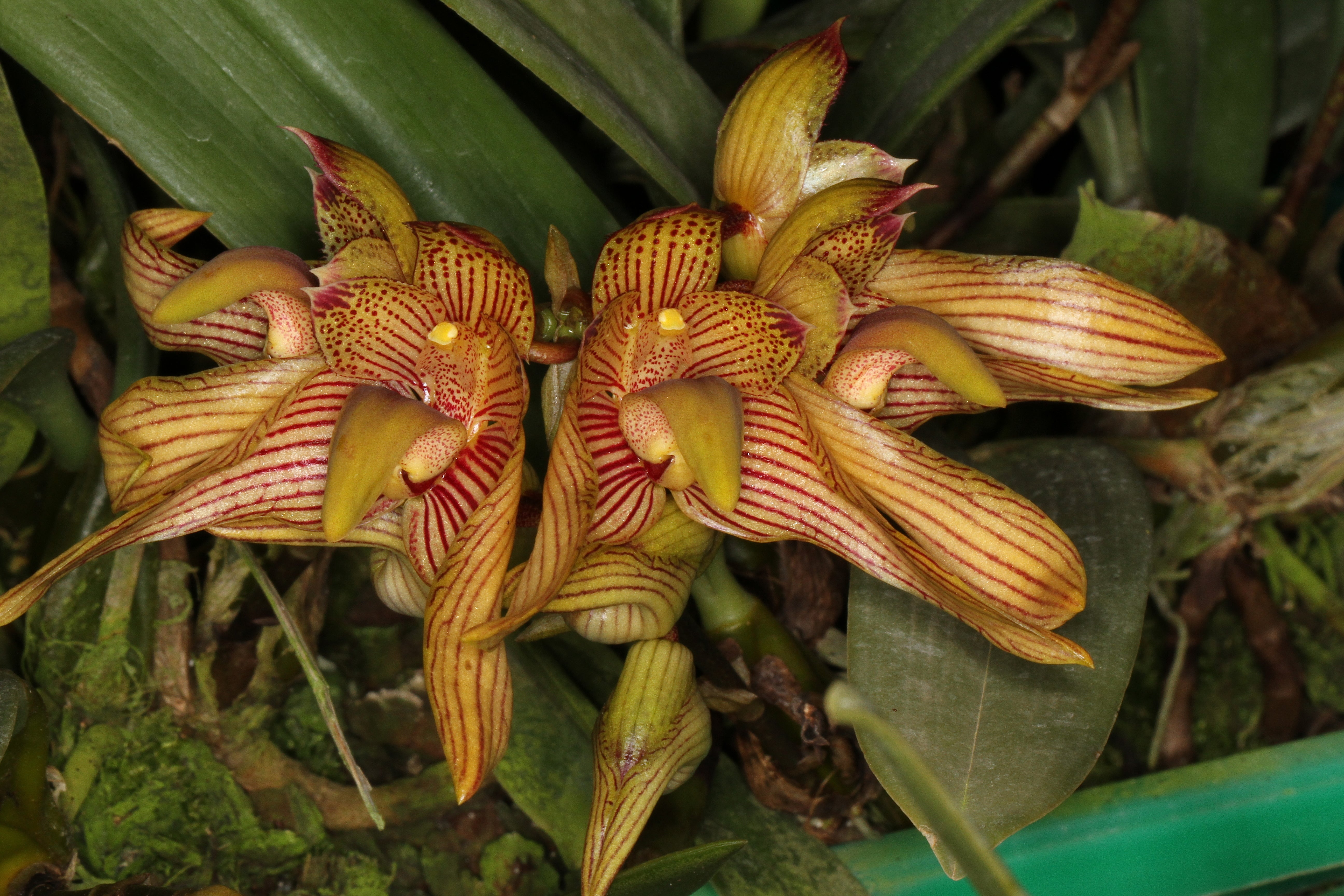 Bulbophyllum violaceolabellum x bicolor | Afri Orchids