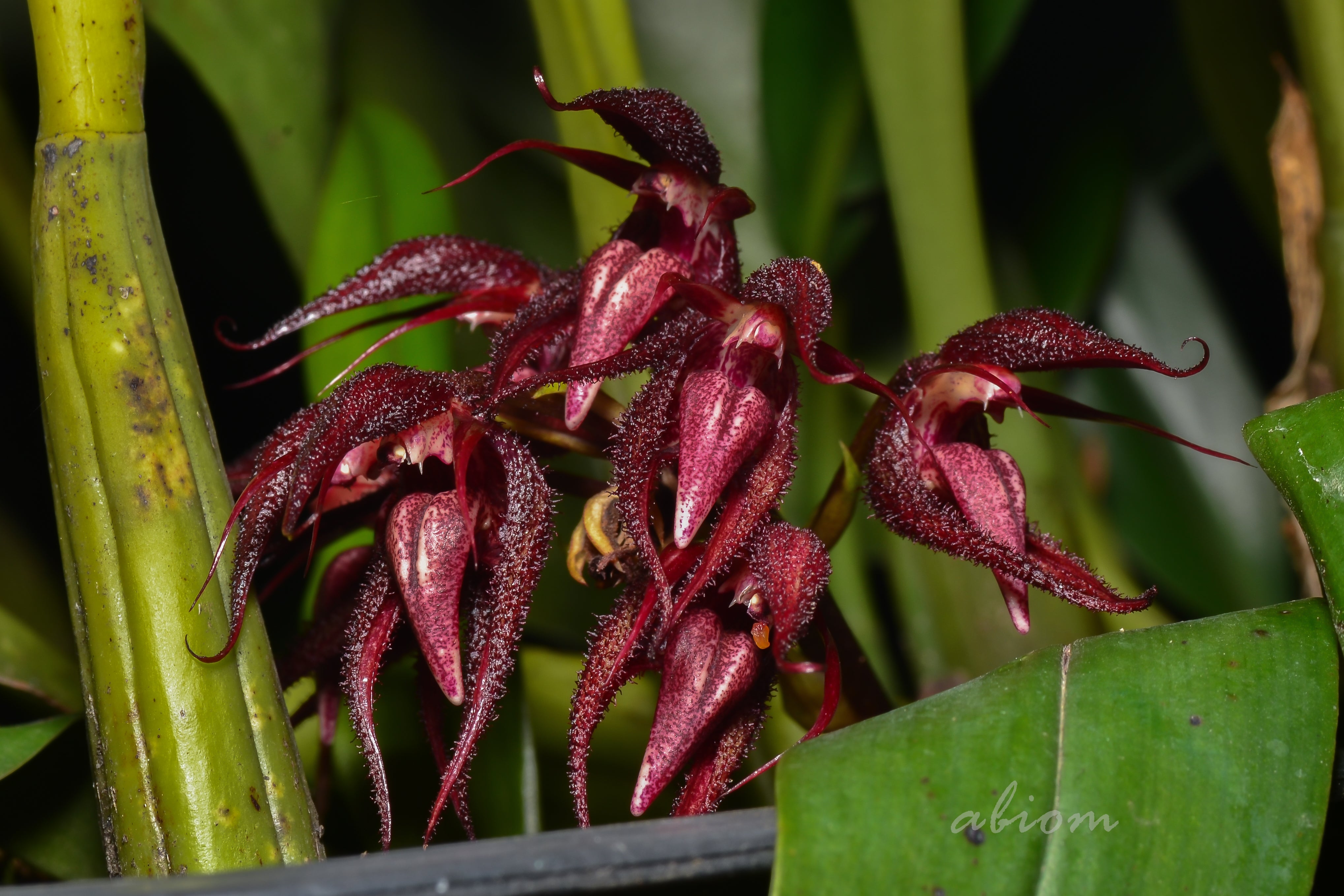 Bulbophyllum lobbii x lasianthum | Afri Orchids