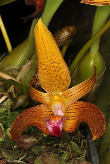 Bulbophyllum claptonense (Manote)