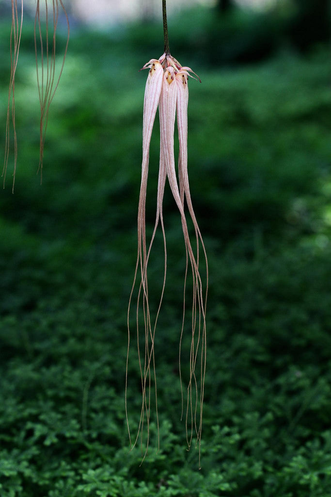 Bulbophyllum longissimum (TE)