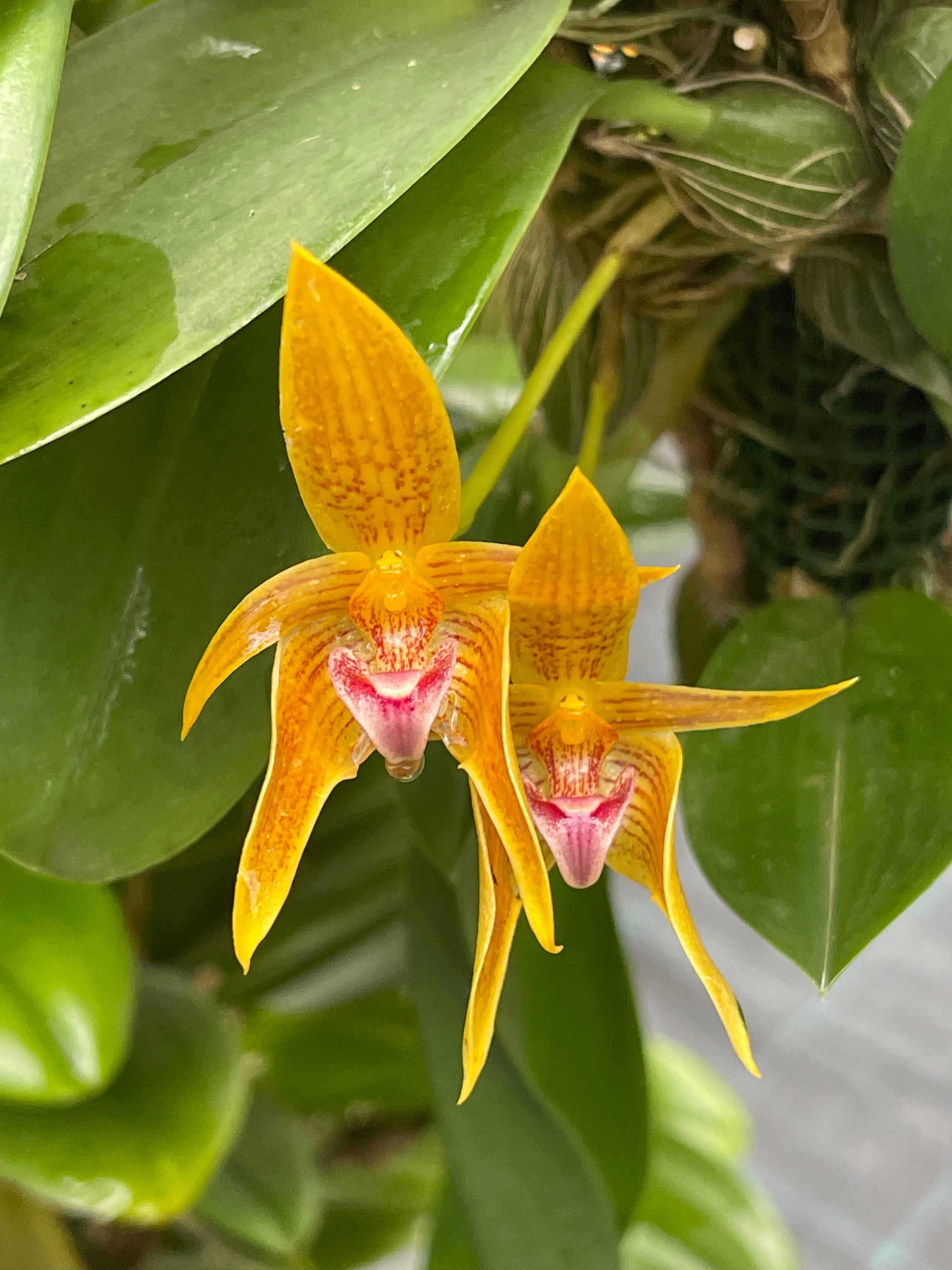 Bulbophyllum smitinandii x violaceolabellum | Afri Orchids