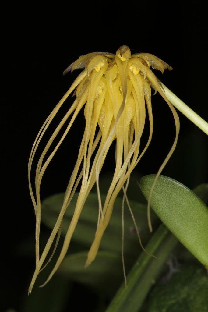 Bulbophyllum vaginatum