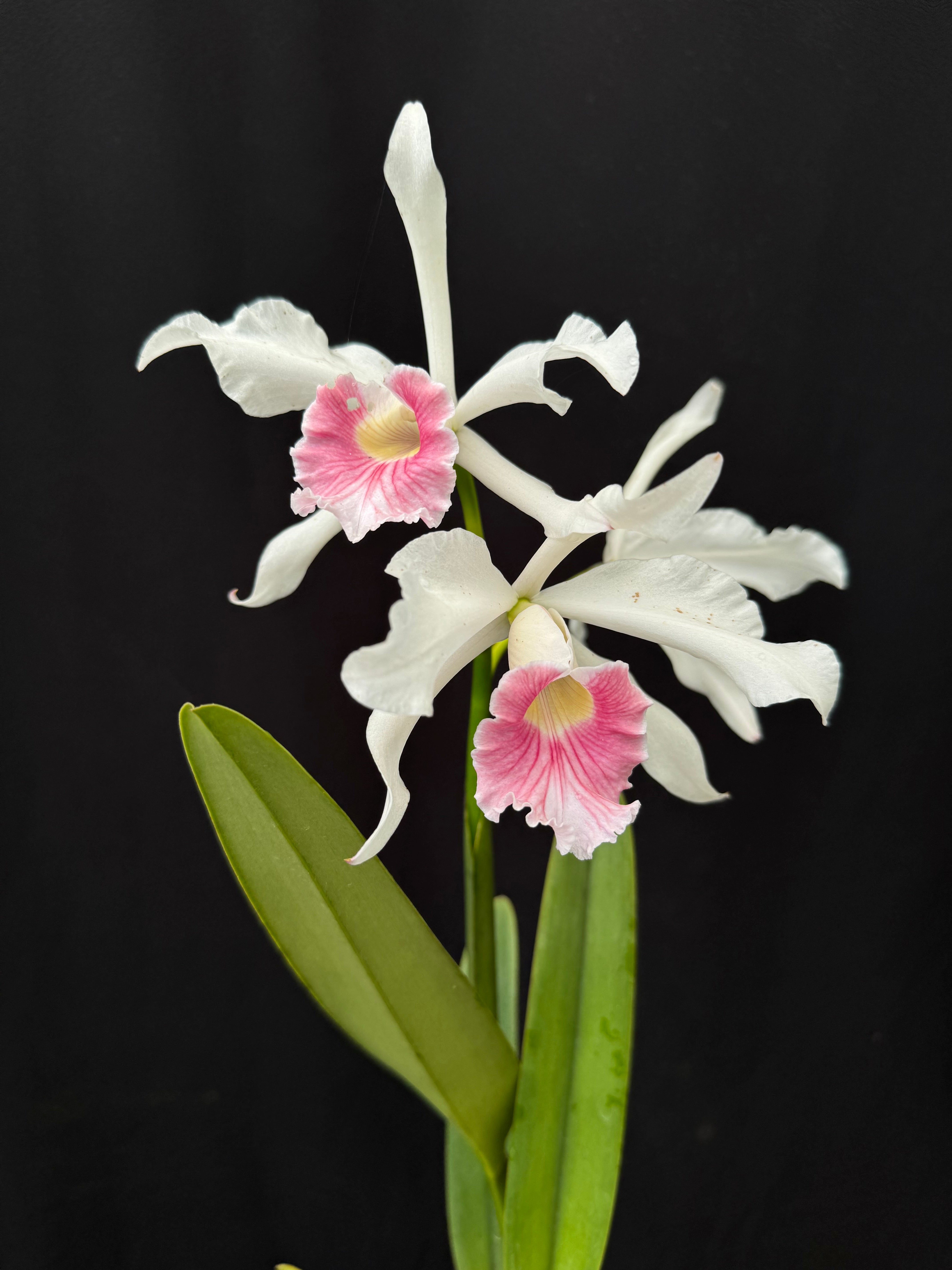 Cy'rqueフライヤーLAFFLESIA繭CHARLESMAYALAREINE Cattleya purpurata carnea 'Mt Formosa' x 'Sentinel' | Afri Orchids