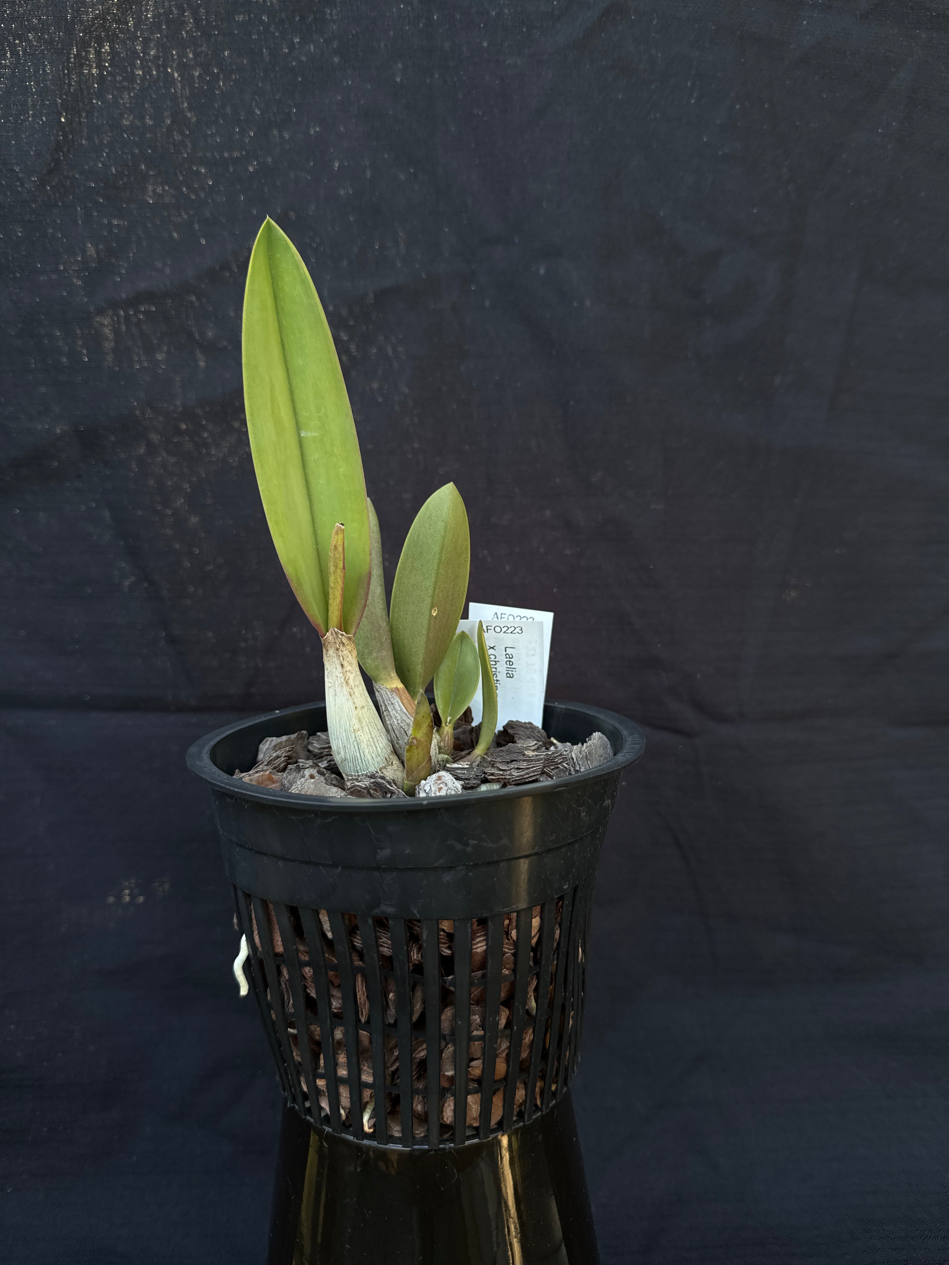 アンダラクリスタル 　２５－－－－2 Laelia x christinae | Afri Orchids