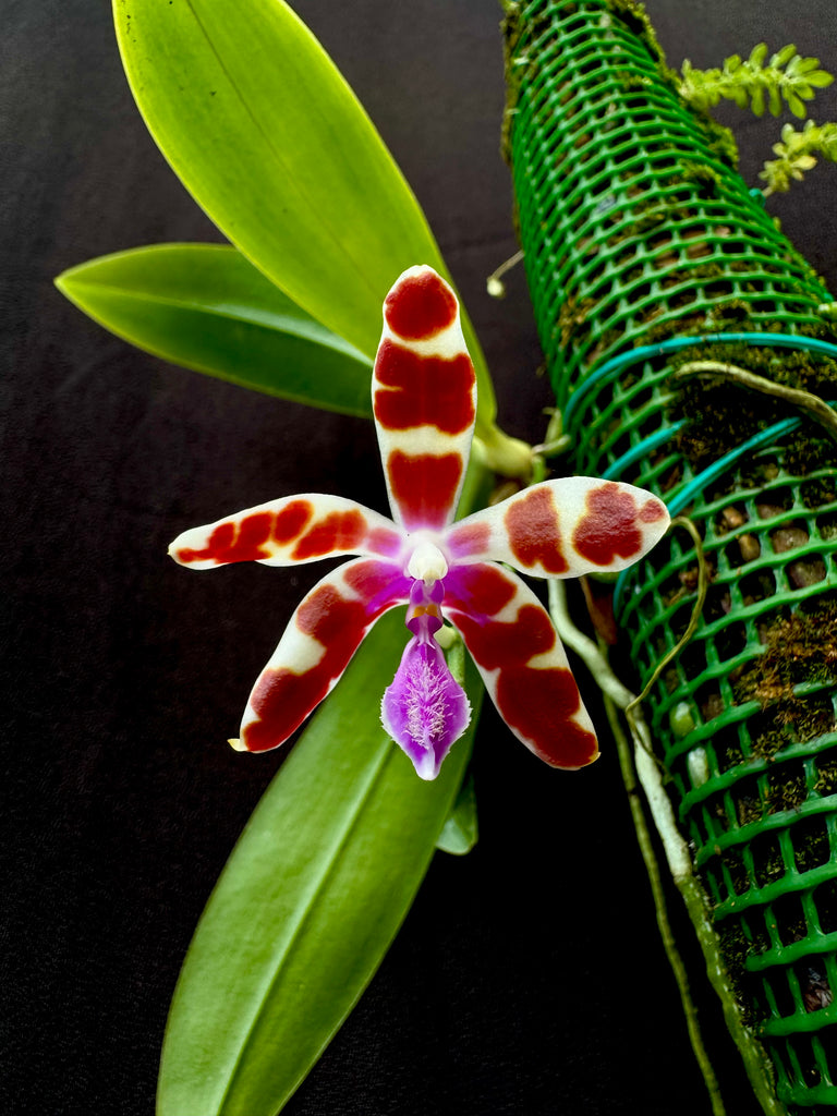 Phalaenopsis mariae