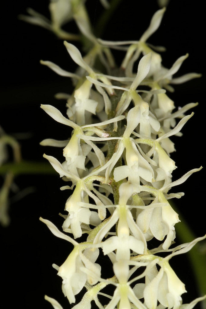 Epidendrum purum x sib