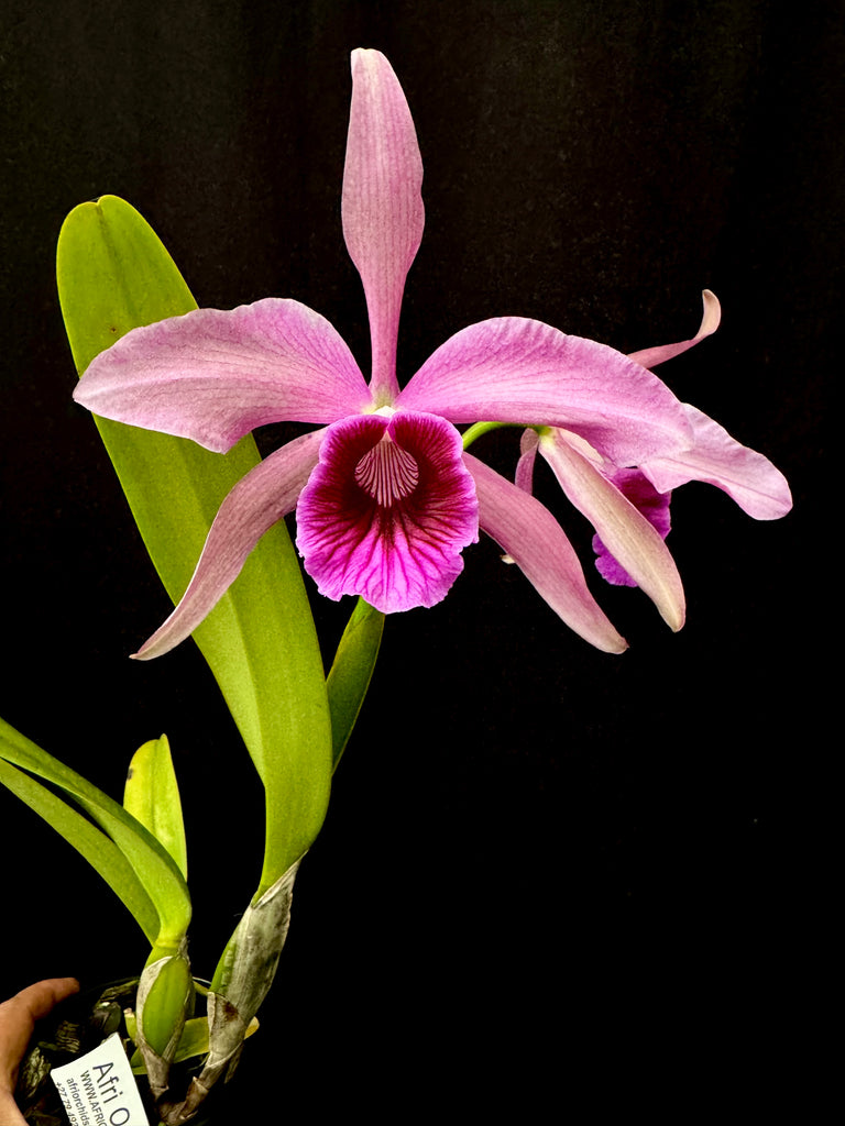 Cattleya Pacavia