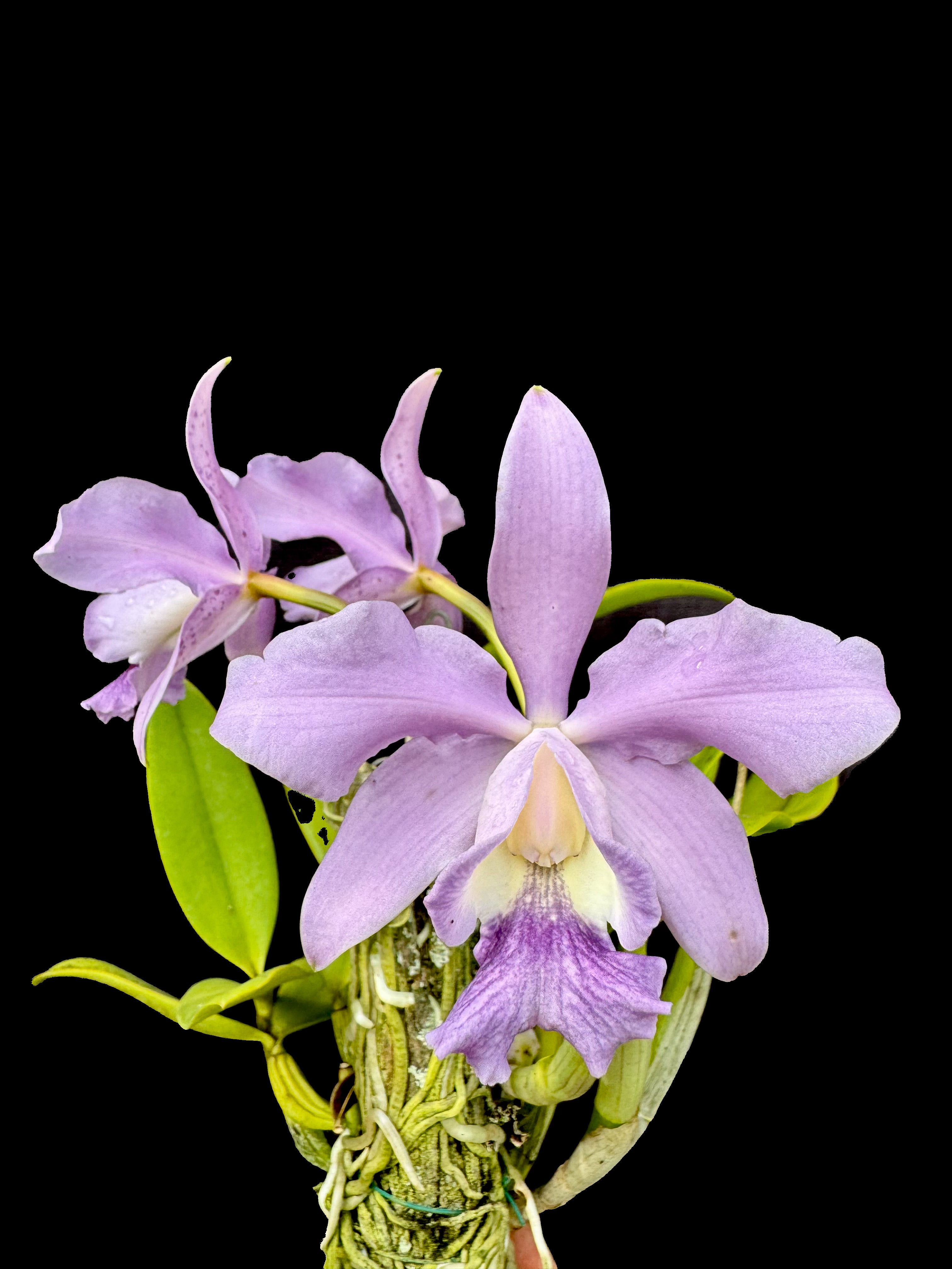 Cattleya Leoloddiglossa coerulea x C. Mini Purple coerulea | Afri