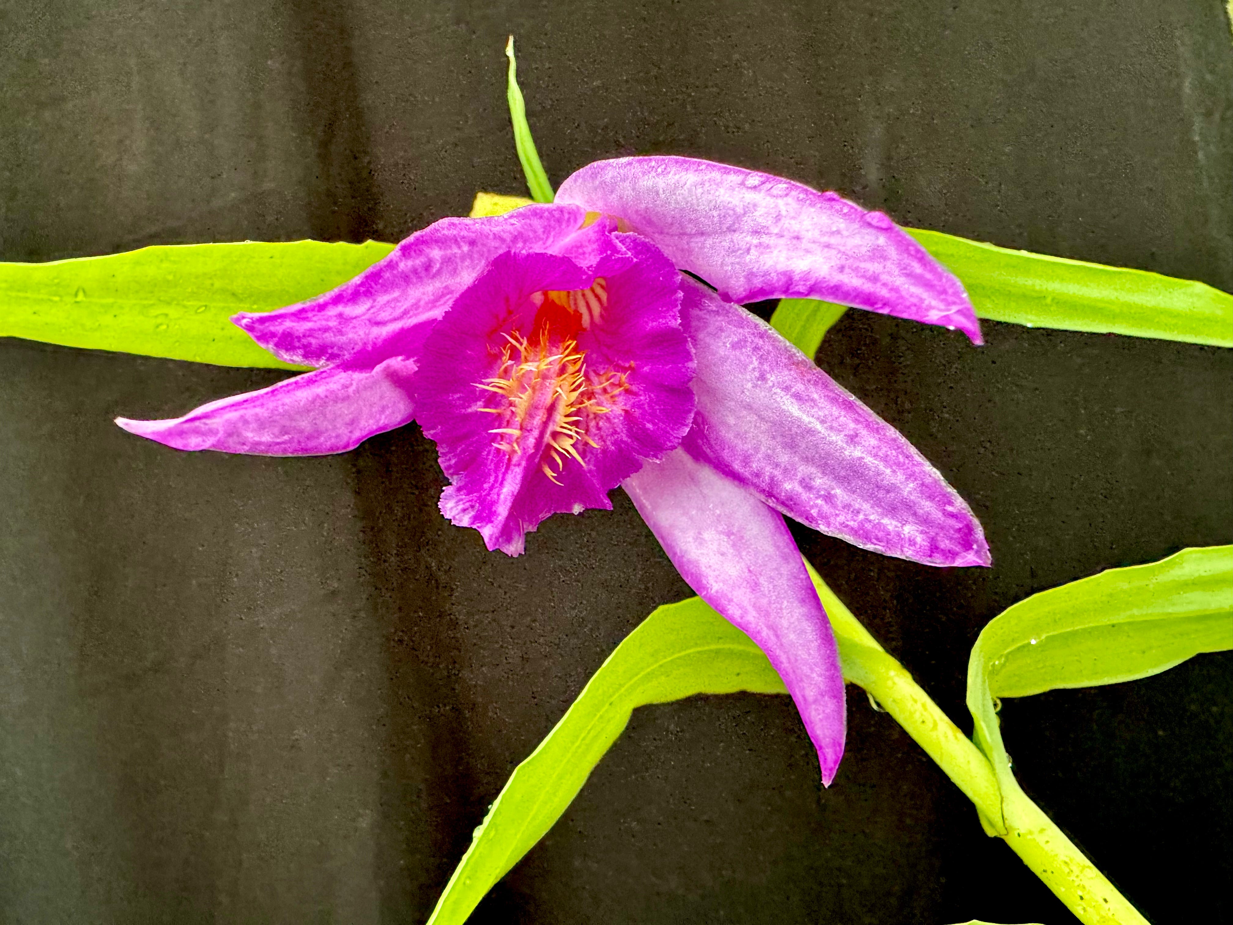 T-Z | Afri Orchids
