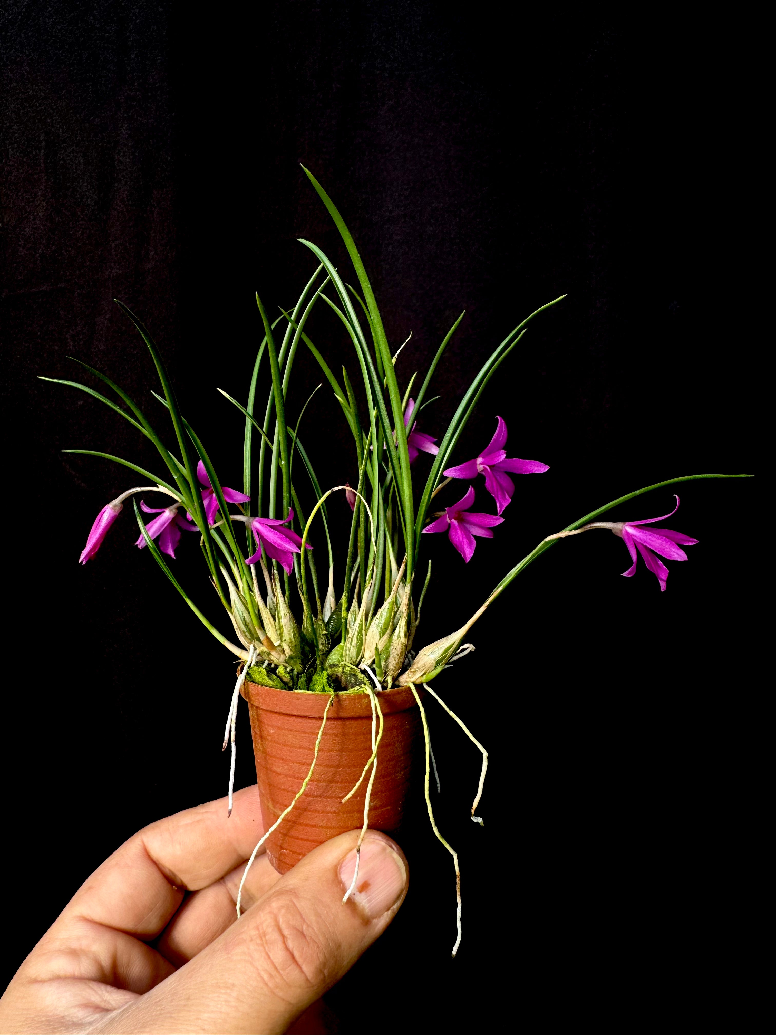 ifsixwasnine kelara ケララ Isabelia Kruger Gem | Afri Orchids