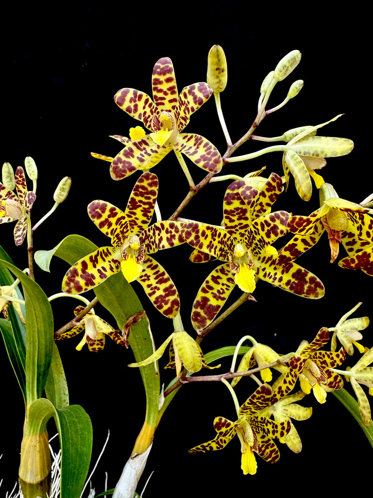 African and Madagascan Orchids | Afri Orchids