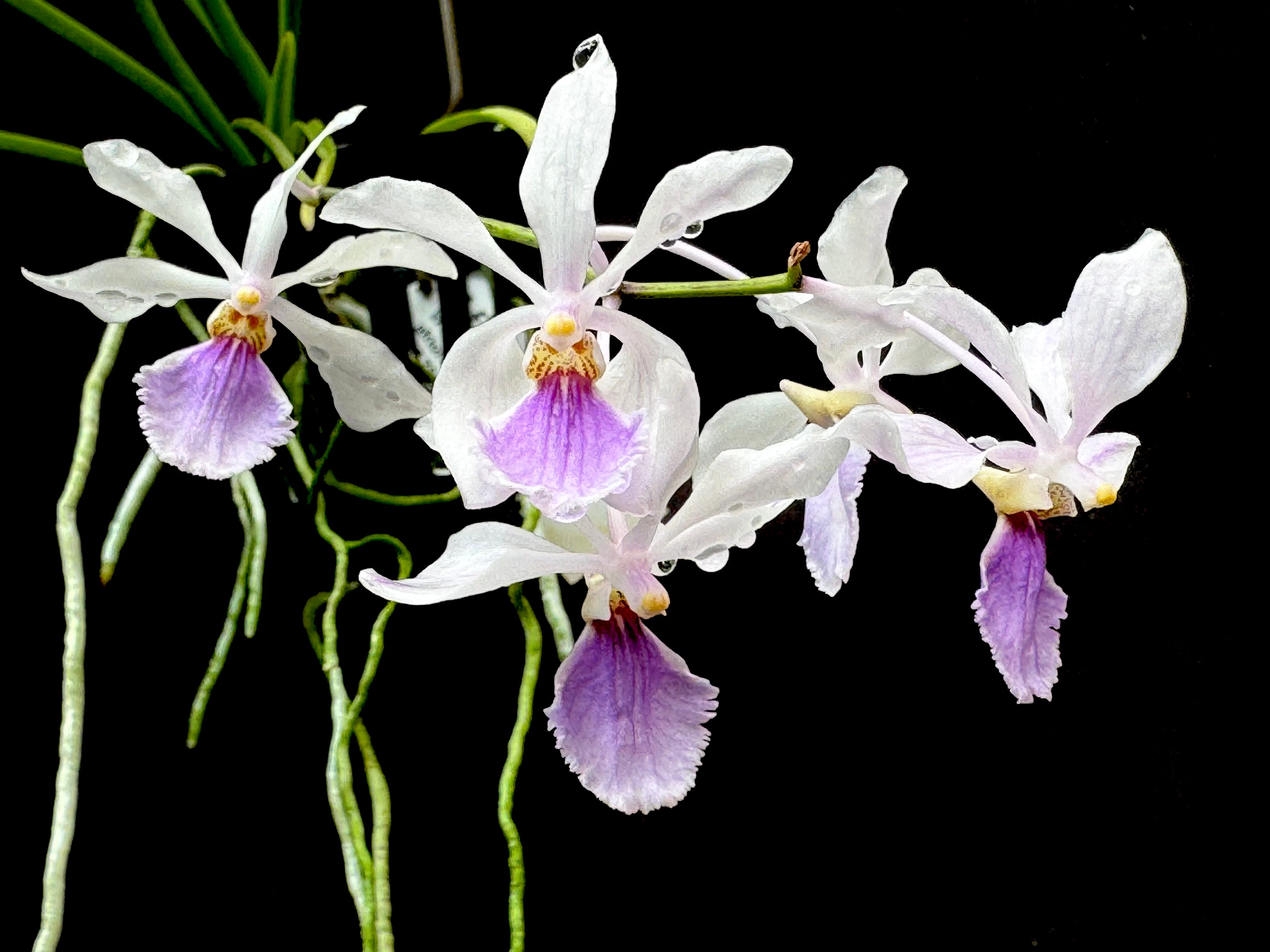 Holcoglossum subulifolium x Vanda coerulescens | Afri Orchids