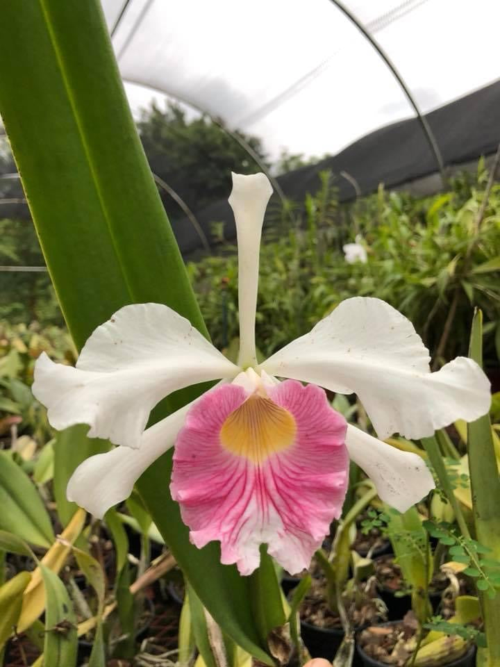 Cattleya alliance | Afri Orchids