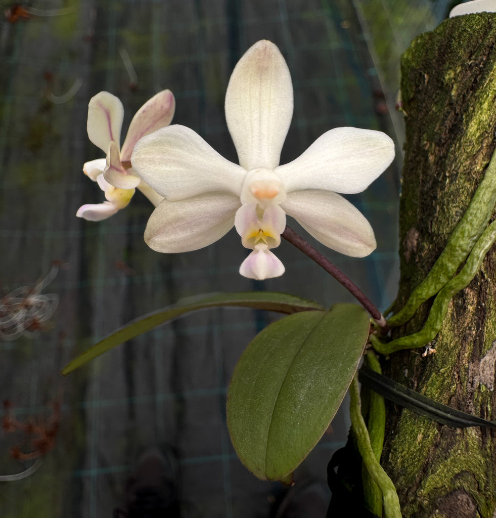 Phalaenopsis aff wilsonii