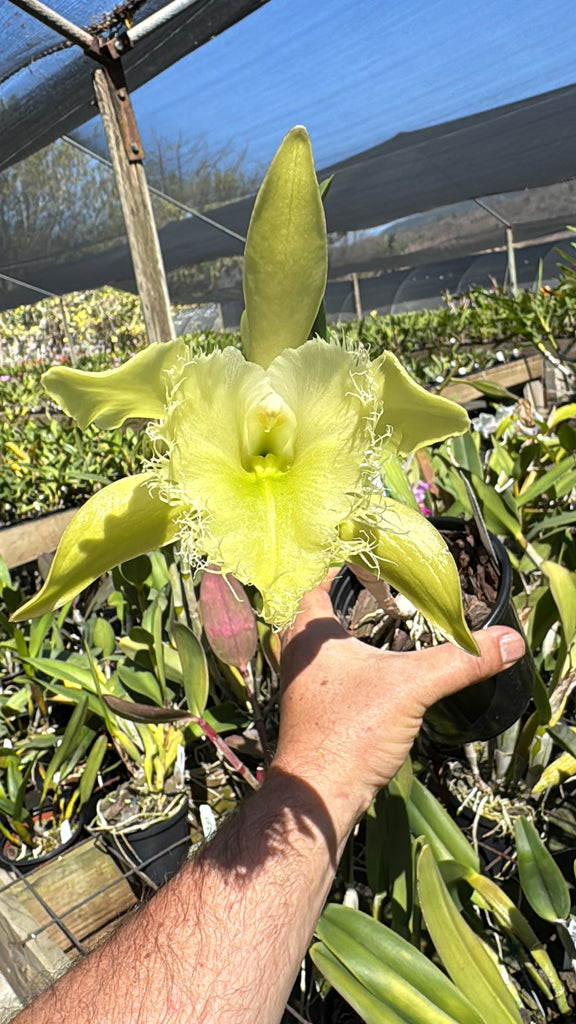 Rhyncholaelia digbyana