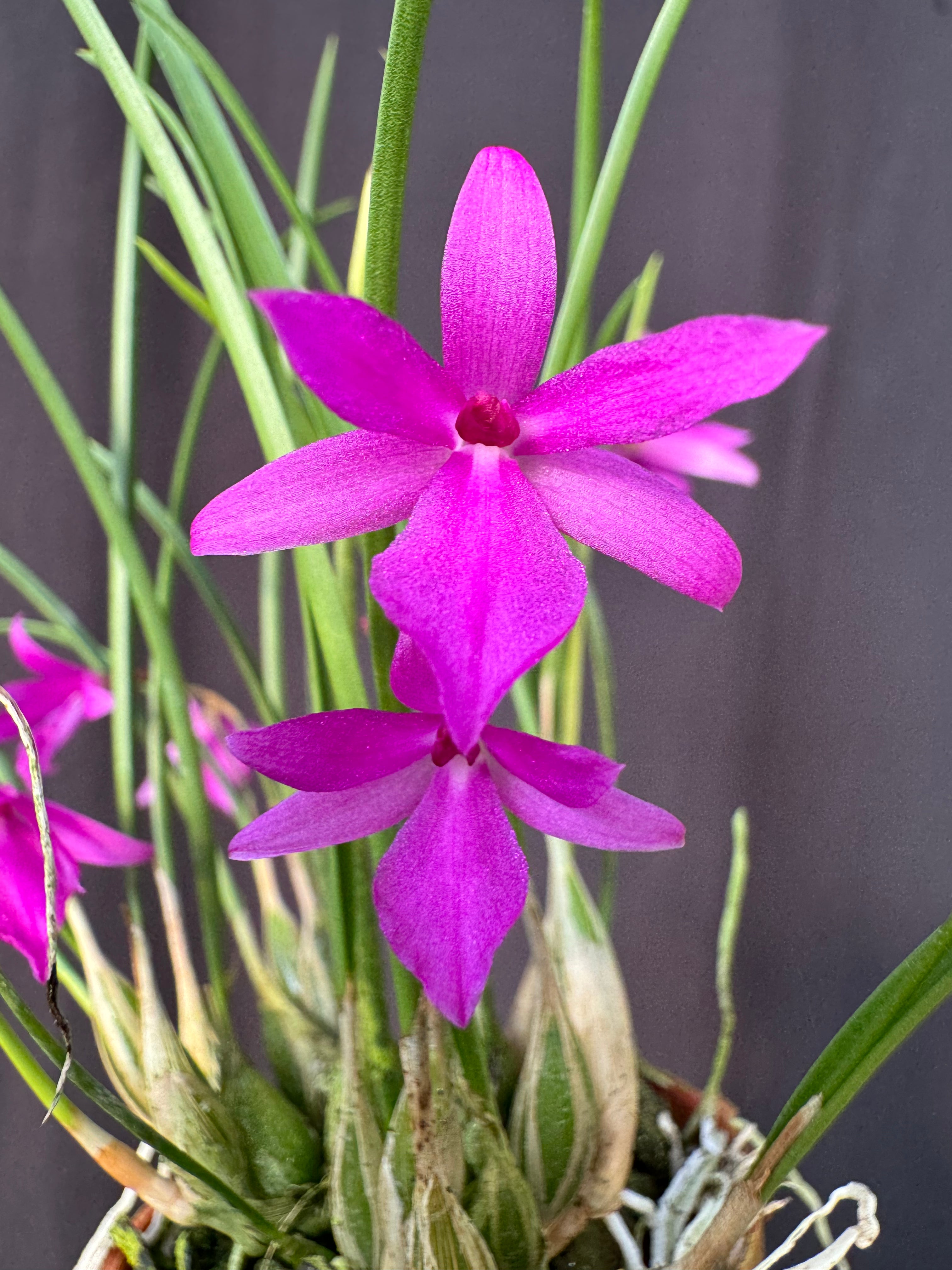ifsixwasnine kelara ケララ Isabelia Kruger Gem | Afri Orchids