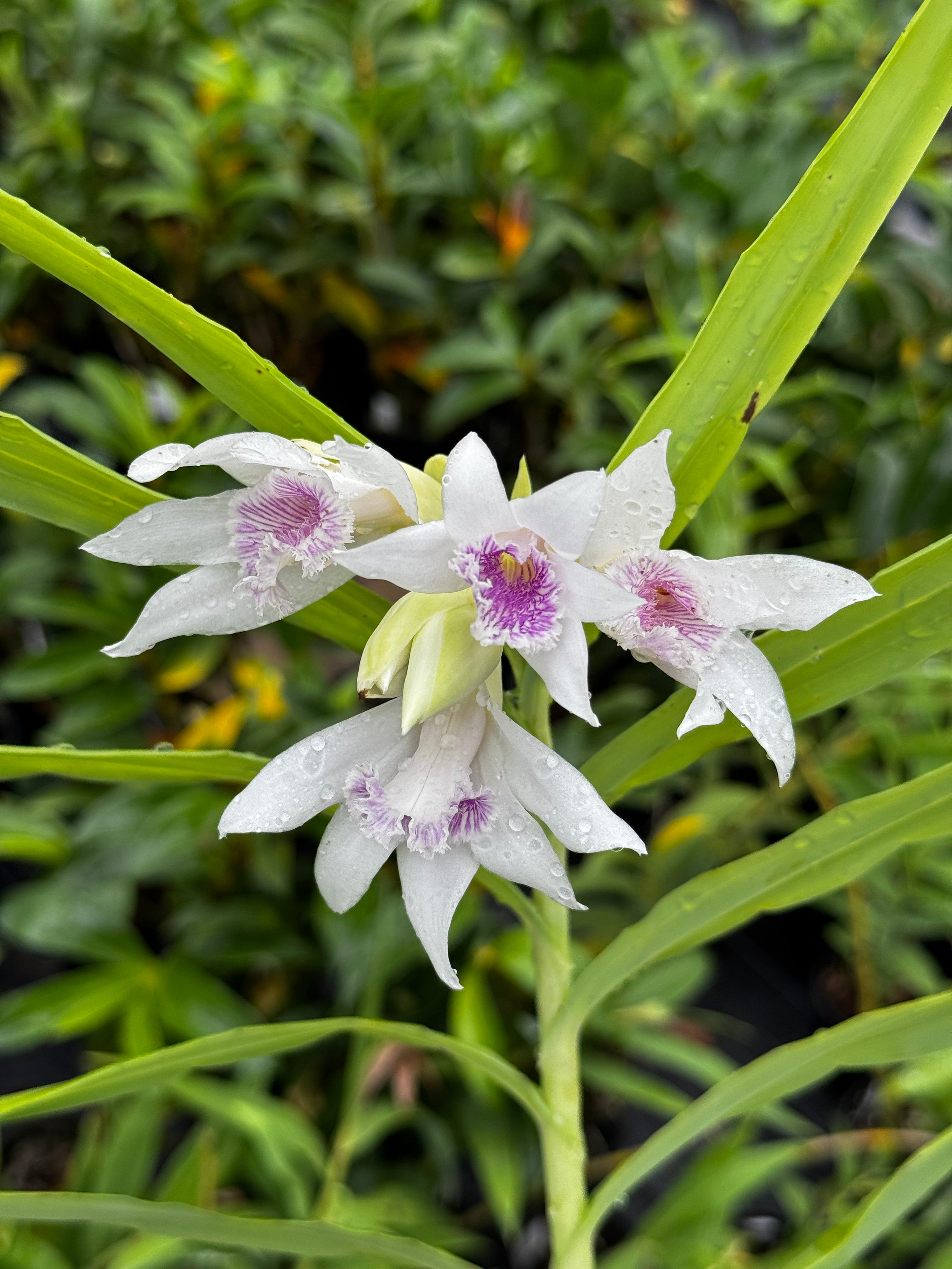 T-Z | Afri Orchids