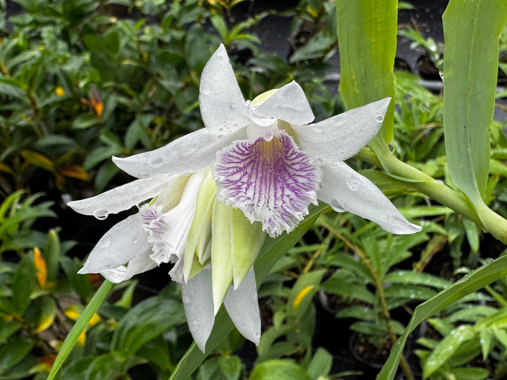 T-Z | Afri Orchids
