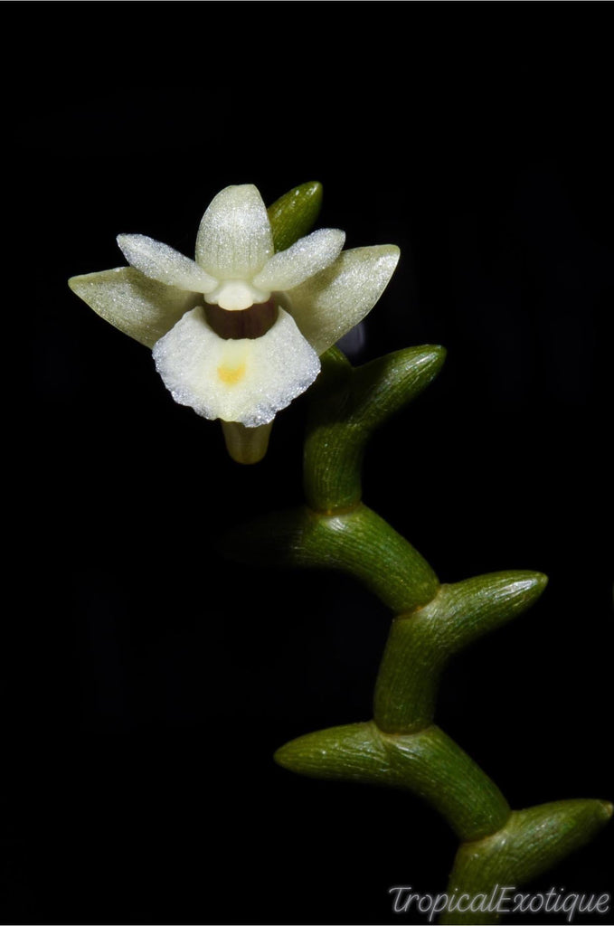 Dendrobium uncatum