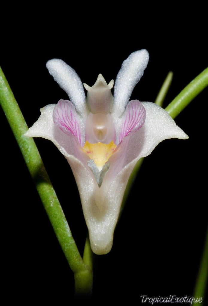 Dendrobium heokhuii