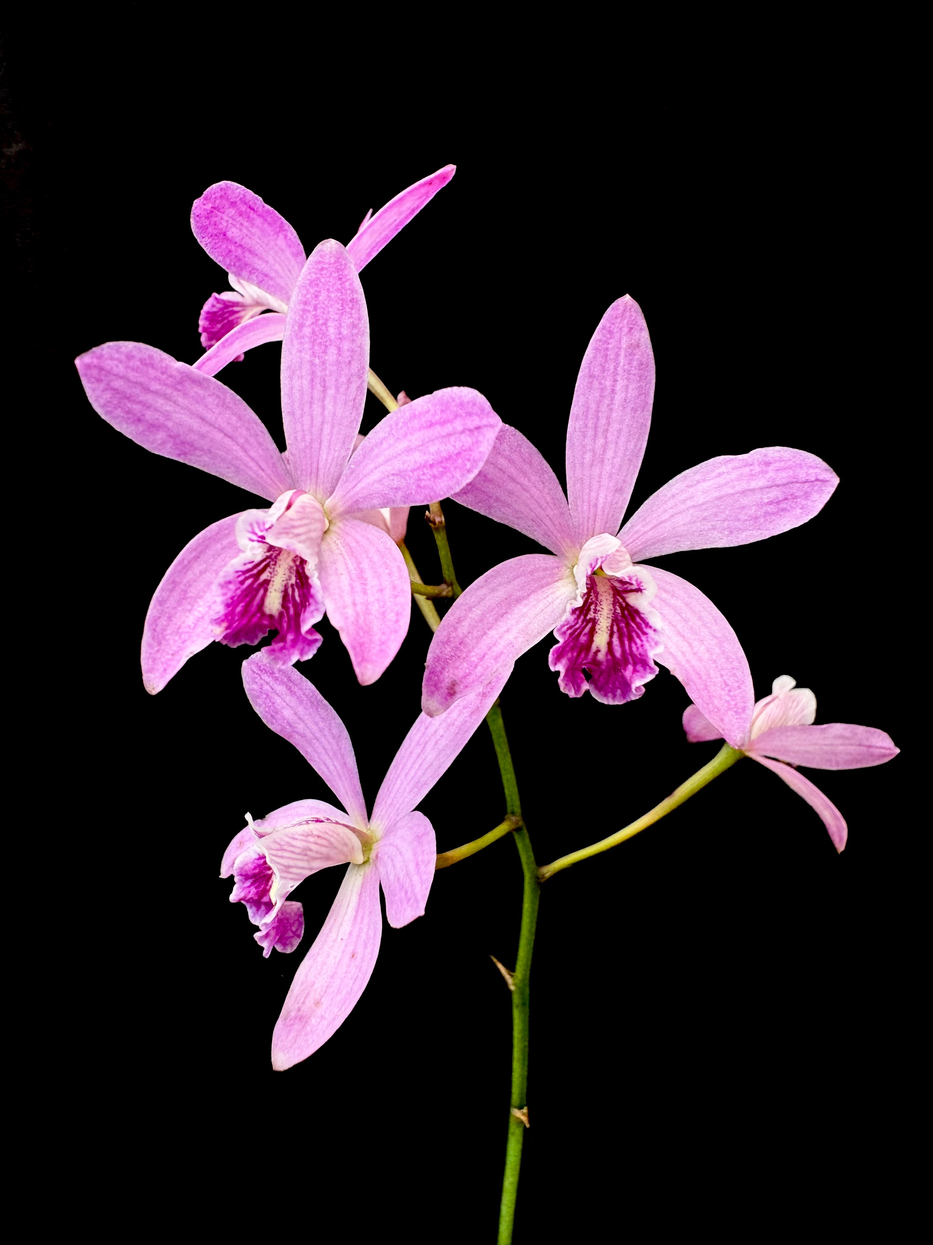 Catyclia Amelie | Afri Orchids