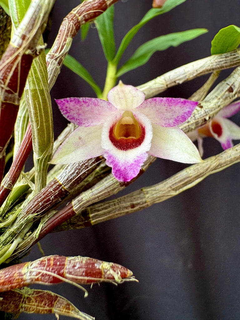 Dendrobium Tropic Mini Gem