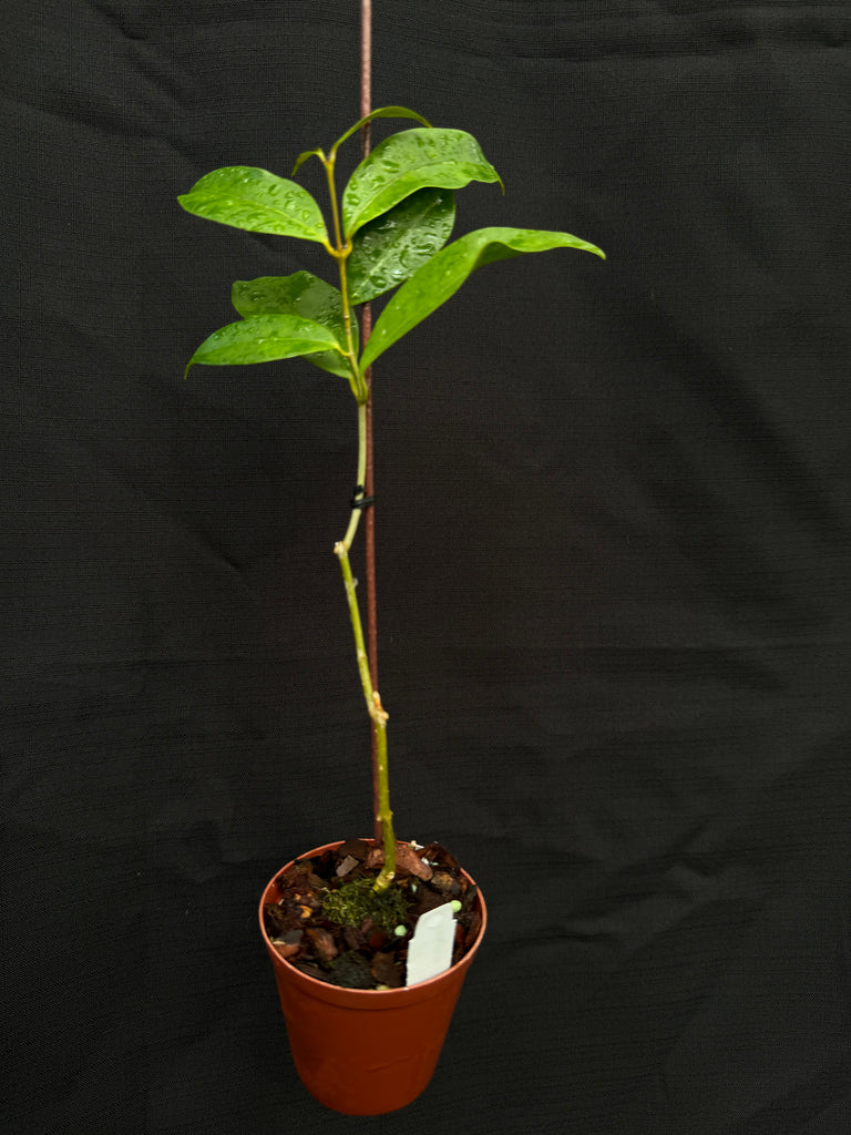 Hoya wallichii subsp tenebrosa