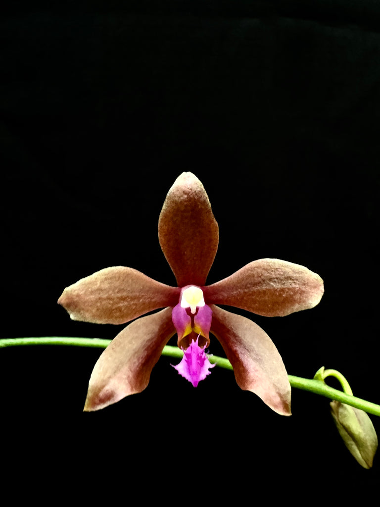 Phalaenopsis honghenensis x Phalaenopsis mariae